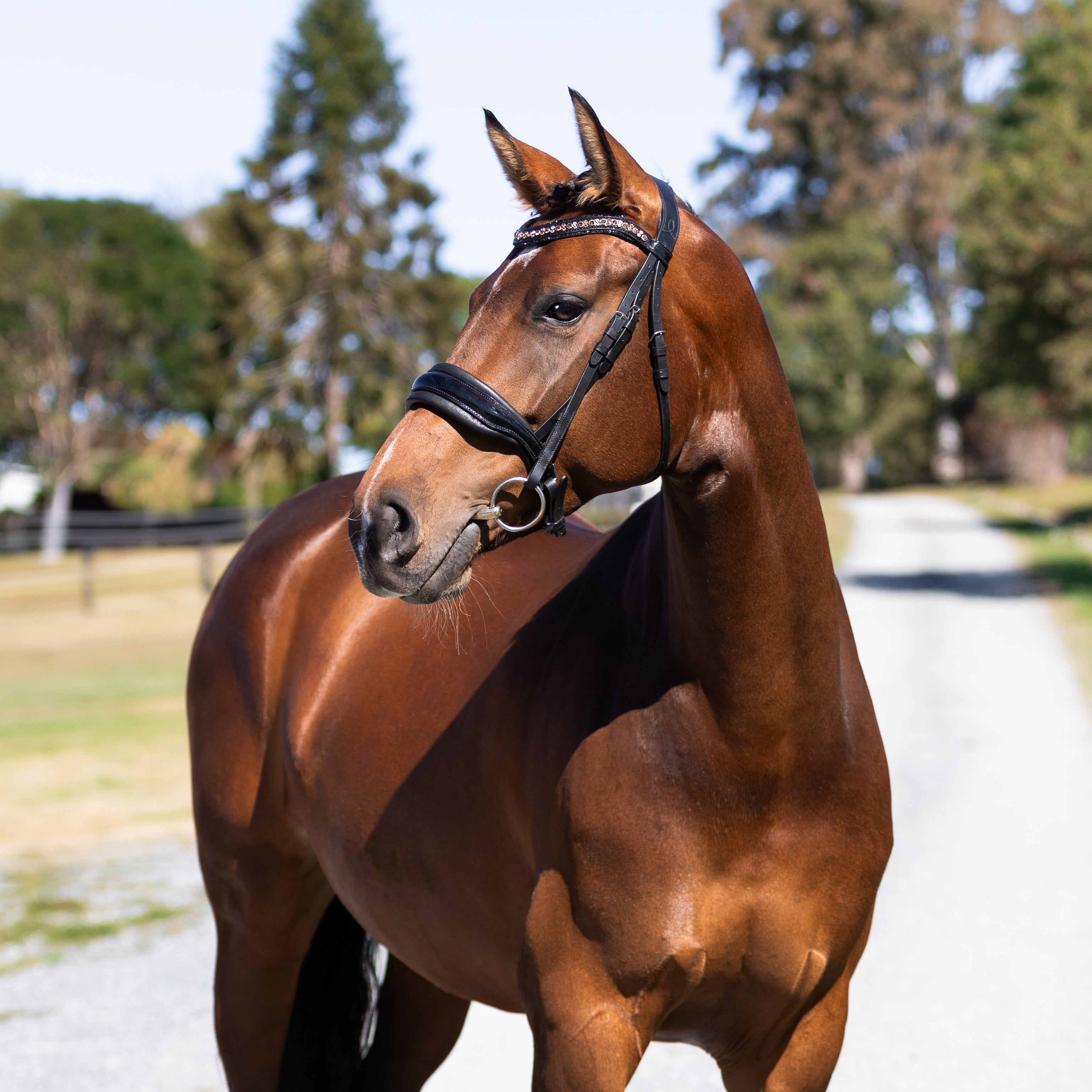 'Ariana' bridle (cavesson) - Lumiere Equestrian