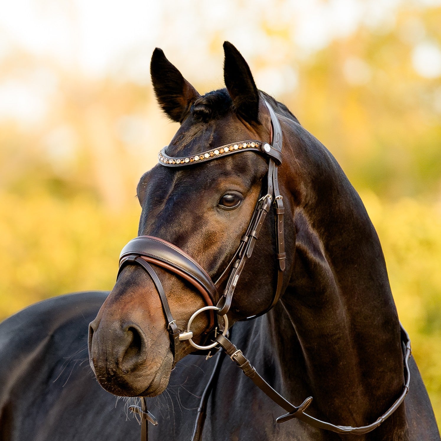 Pippa bridle