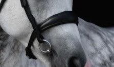 Abigail Noseband - Seconds