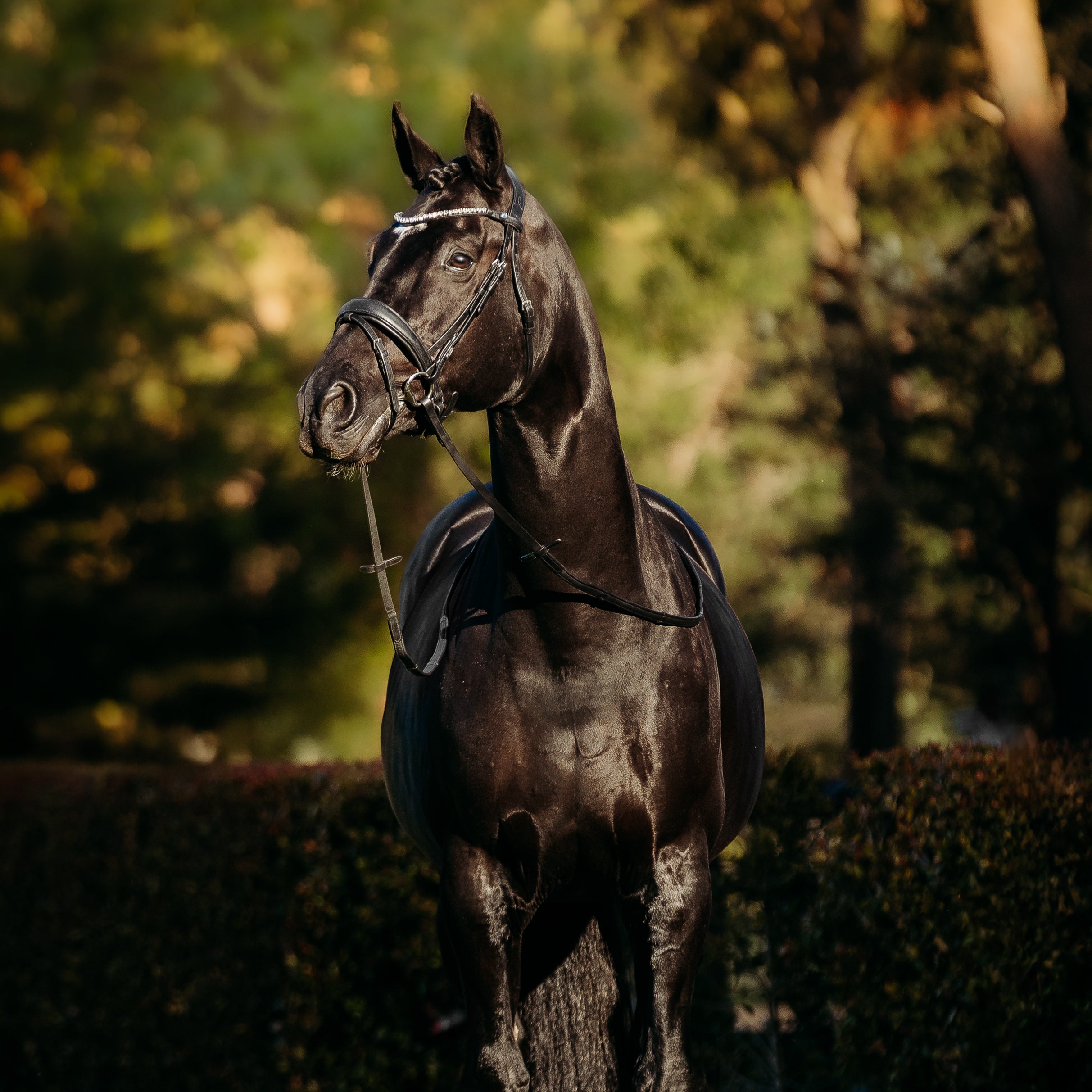 Abigail Convertible Italian Leather Bridle – Black - Lumiere USA