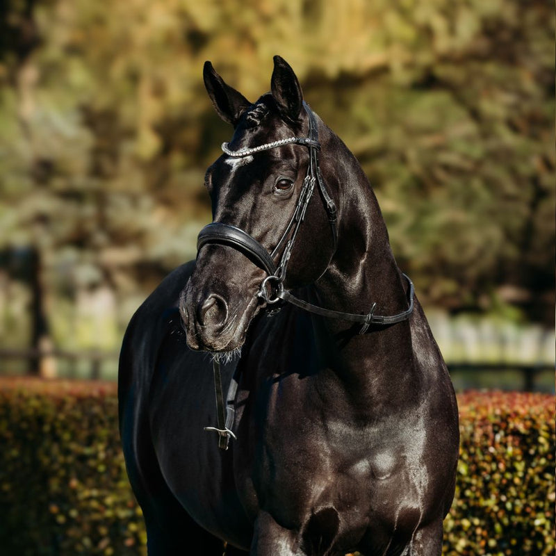 'Abigail' Leather Bridle (Convertible)