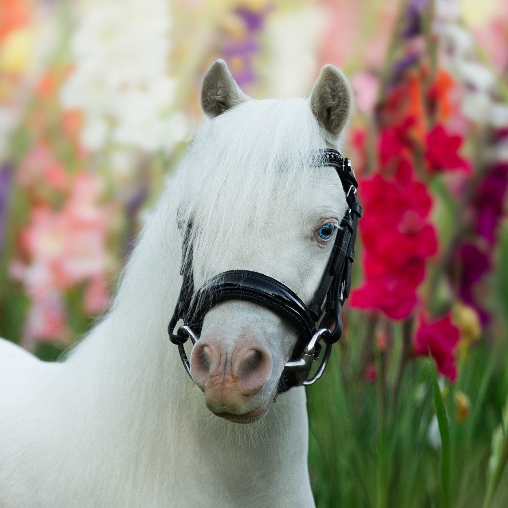 'Arcadia' Luxury Leather Bridle (Cavesson) (Lumi Pony) Clearance - Lumiere Equestrian