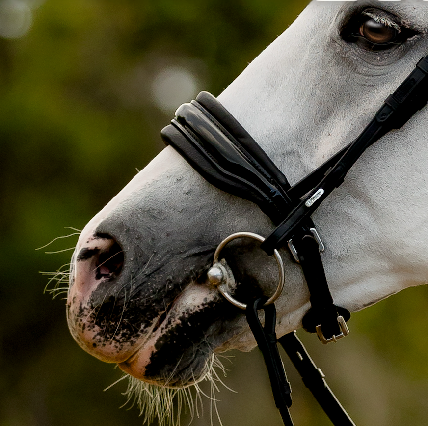 'Ariana' bridle (cavesson)