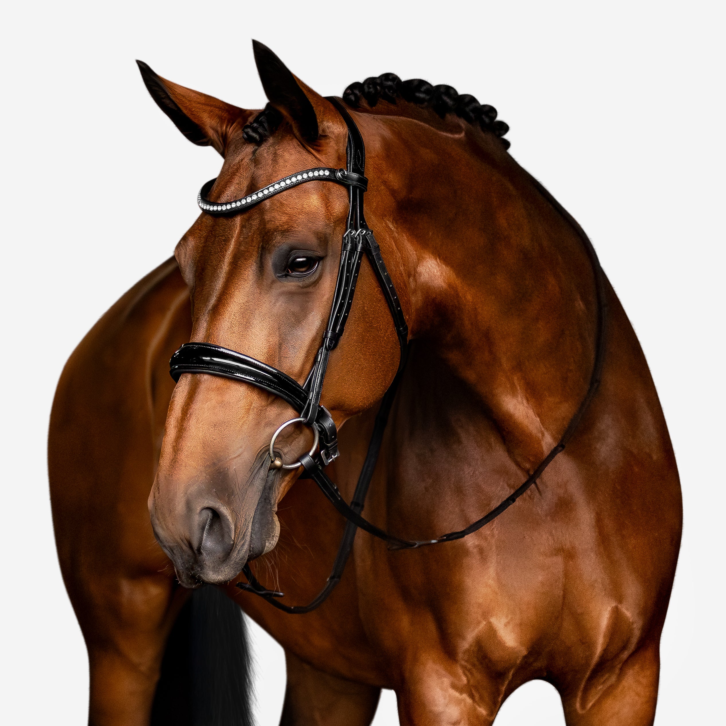 Cavesson noseband (flat) - patent - Lumiere Equestrian