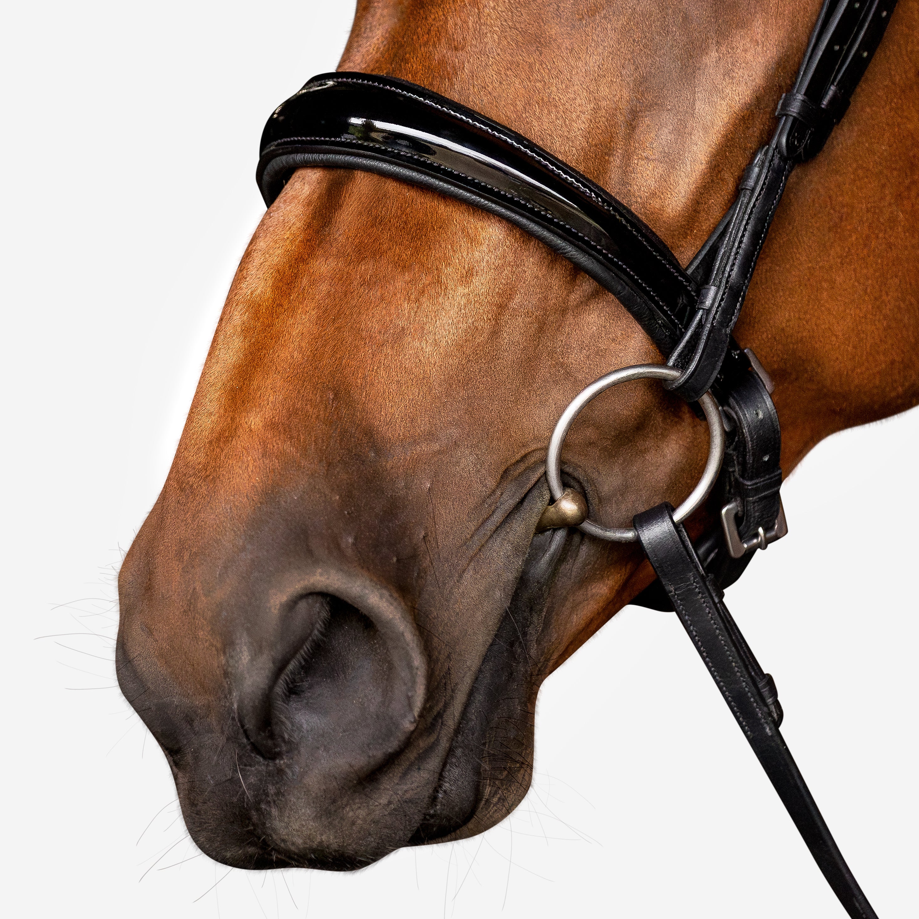 Cavesson noseband (flat) - patent - Lumiere Equestrian