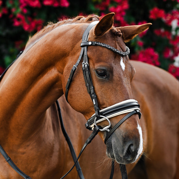 Sibella Bridle (hanoverian)