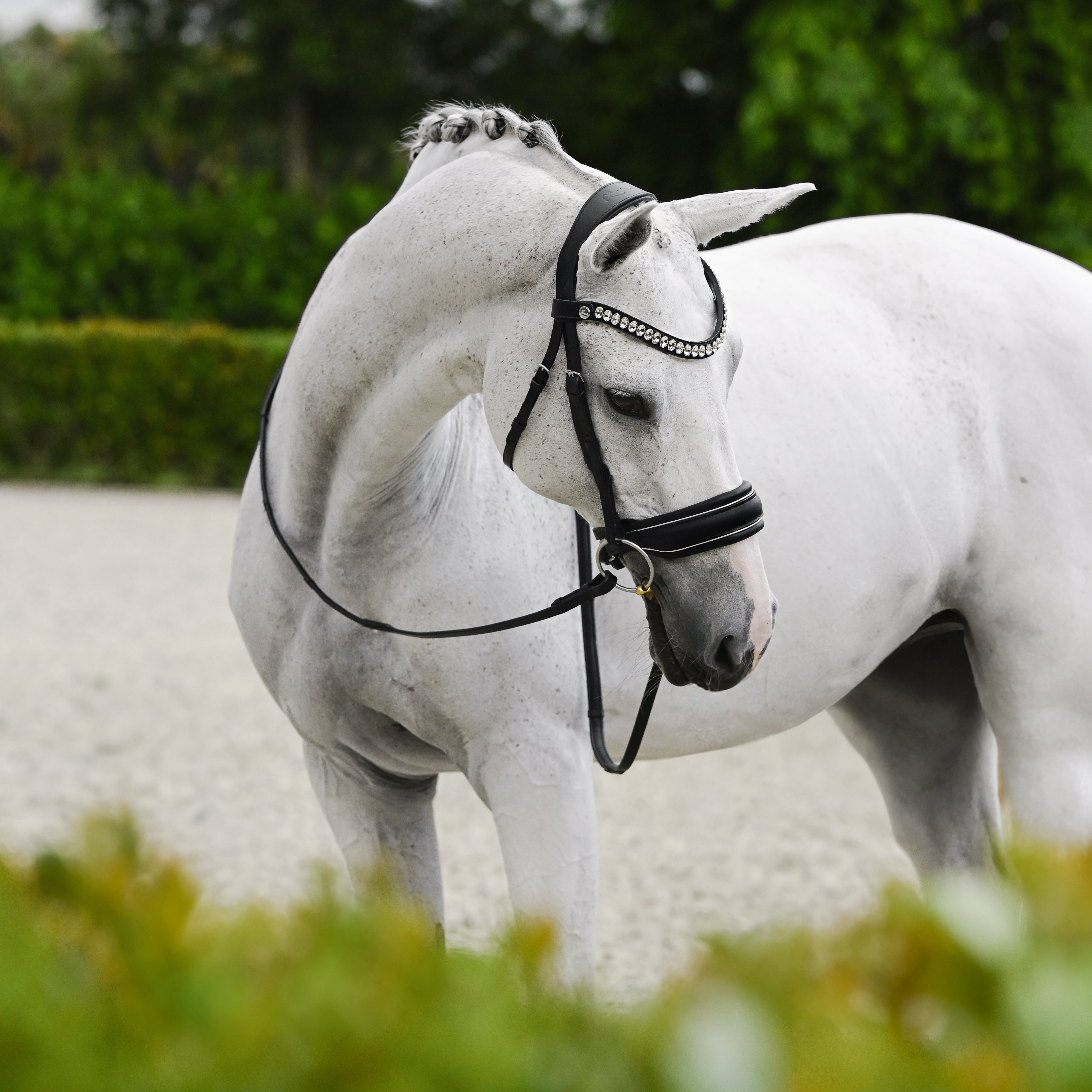 Diva bridle (cavesson) - Lumiere Equestrian