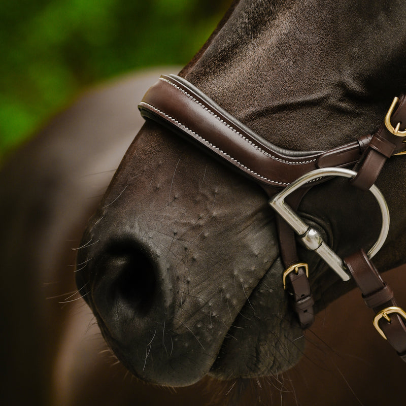 Dallas bridle