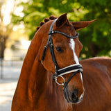Sibella Bridle (hanoverian)