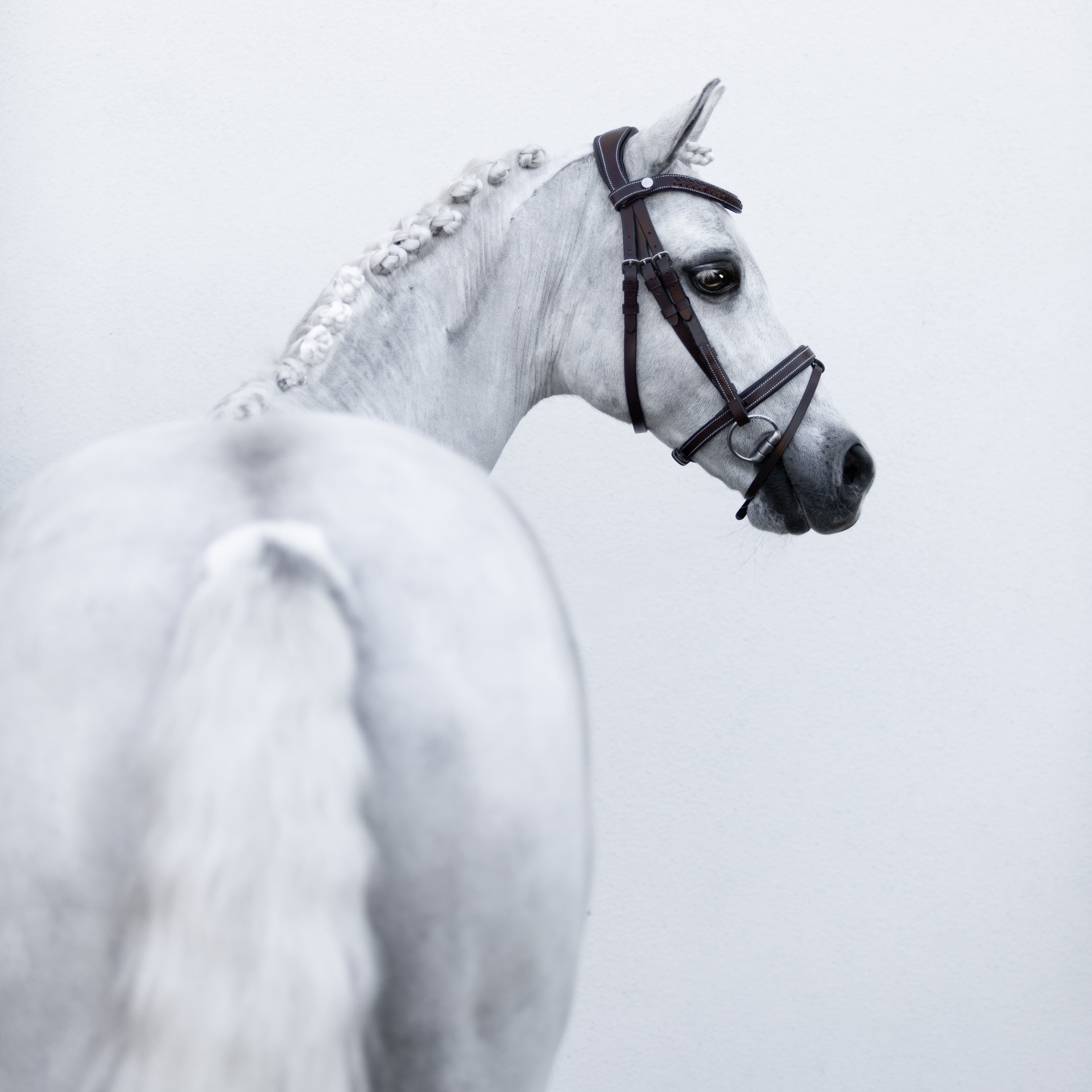 'Delaney' leather bridle (Lumi Pony) Clearance - Lumiere Equestrian