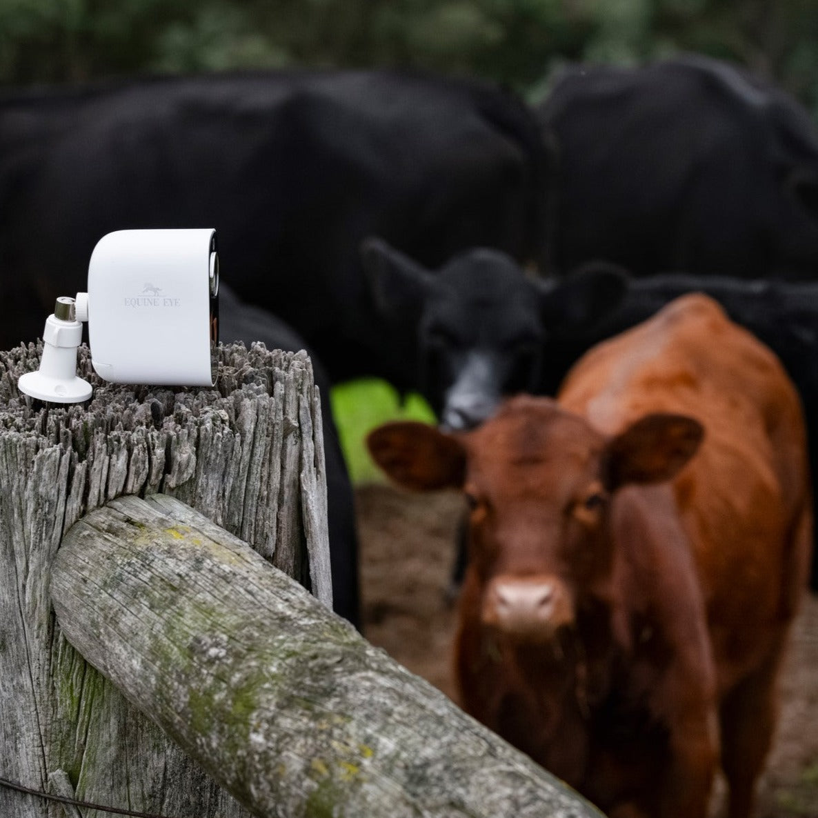 Equine Eye Vision - Lumiere Equestrian