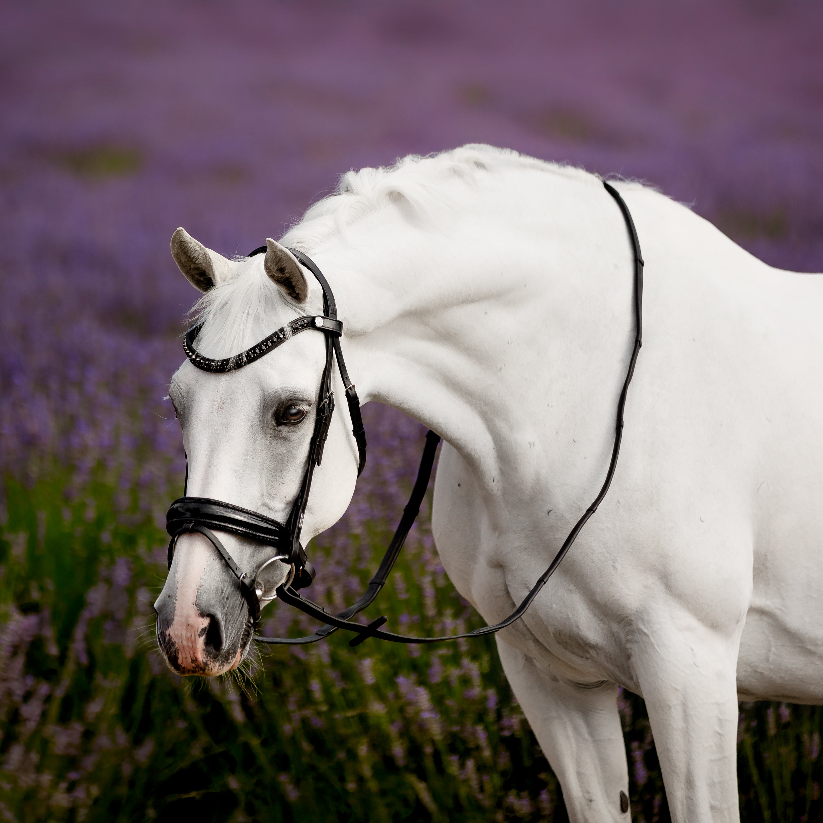 'Arcadia' Luxury Leather Bridle (hanoverian)
