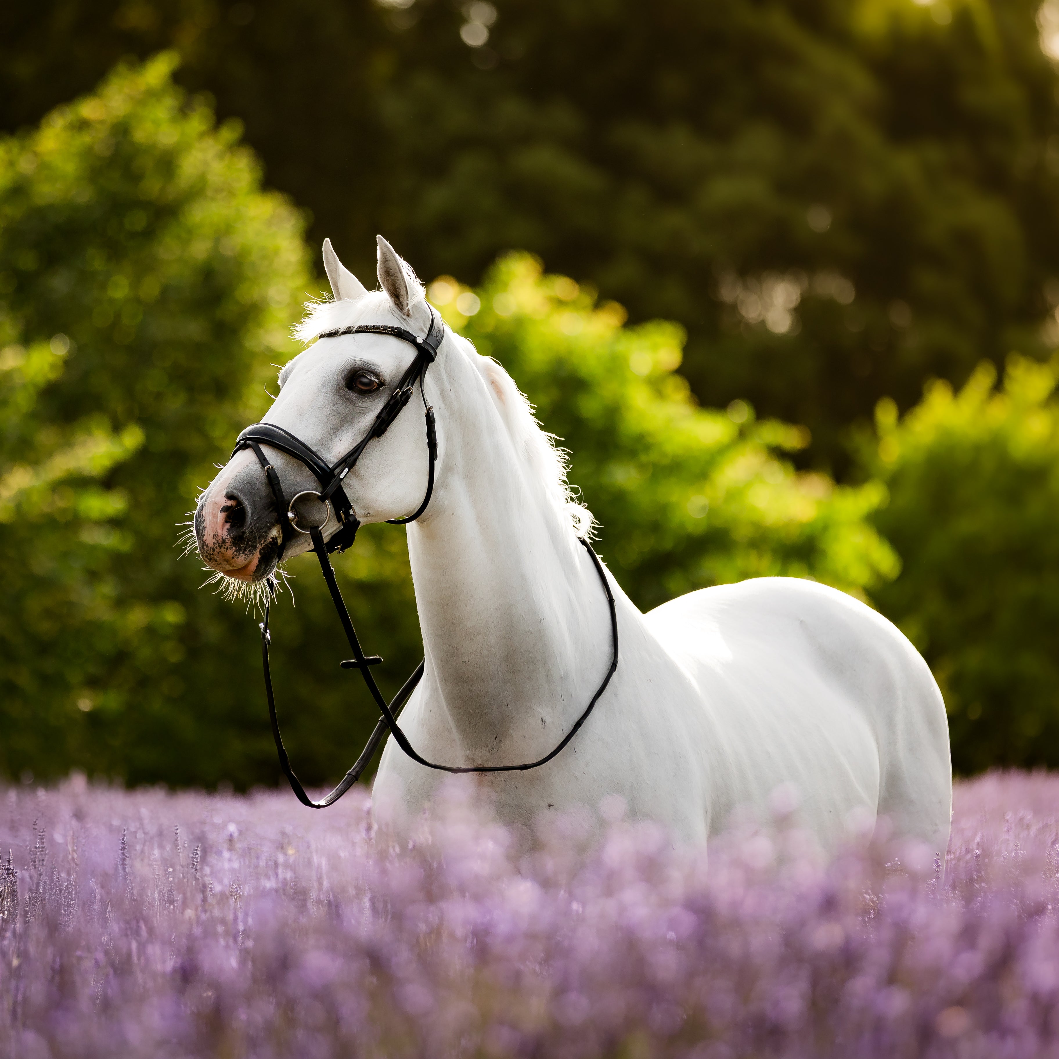 Audrey' Rolled Leather Bridle (Hanoverian)