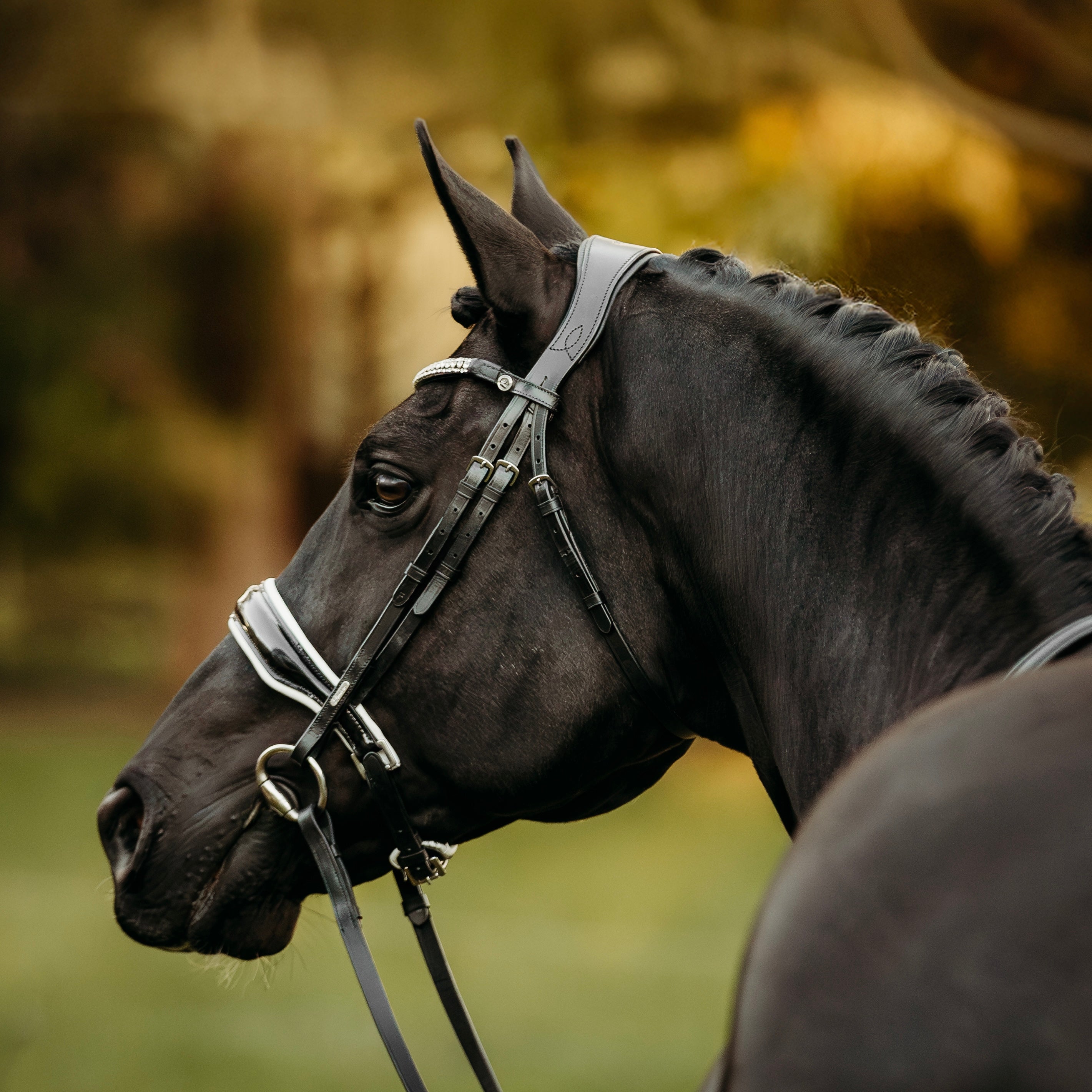 Cob, Noir: Bridon De Dressage En Cuir Souple Avec Bandeau Et