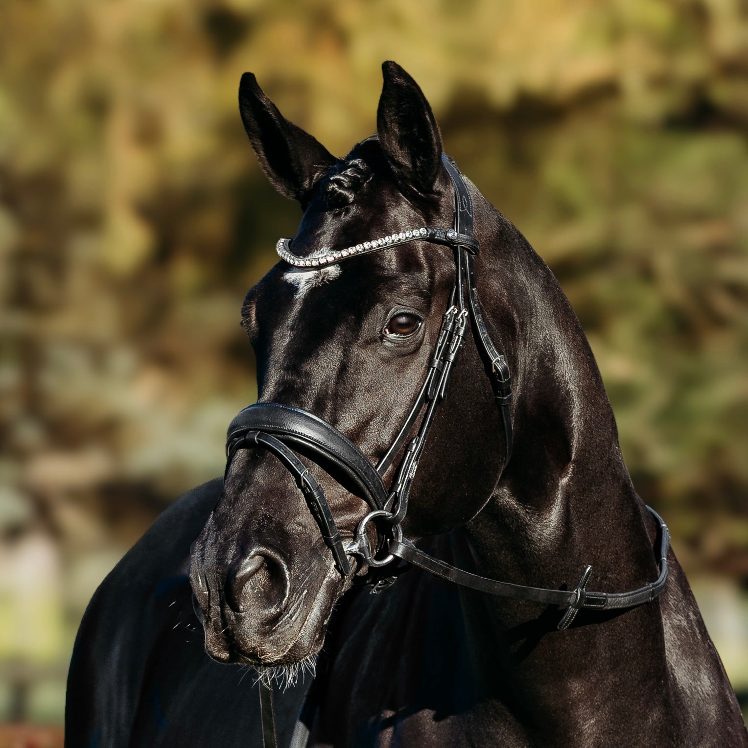'Abigail' Leather Bridle (Convertible)
