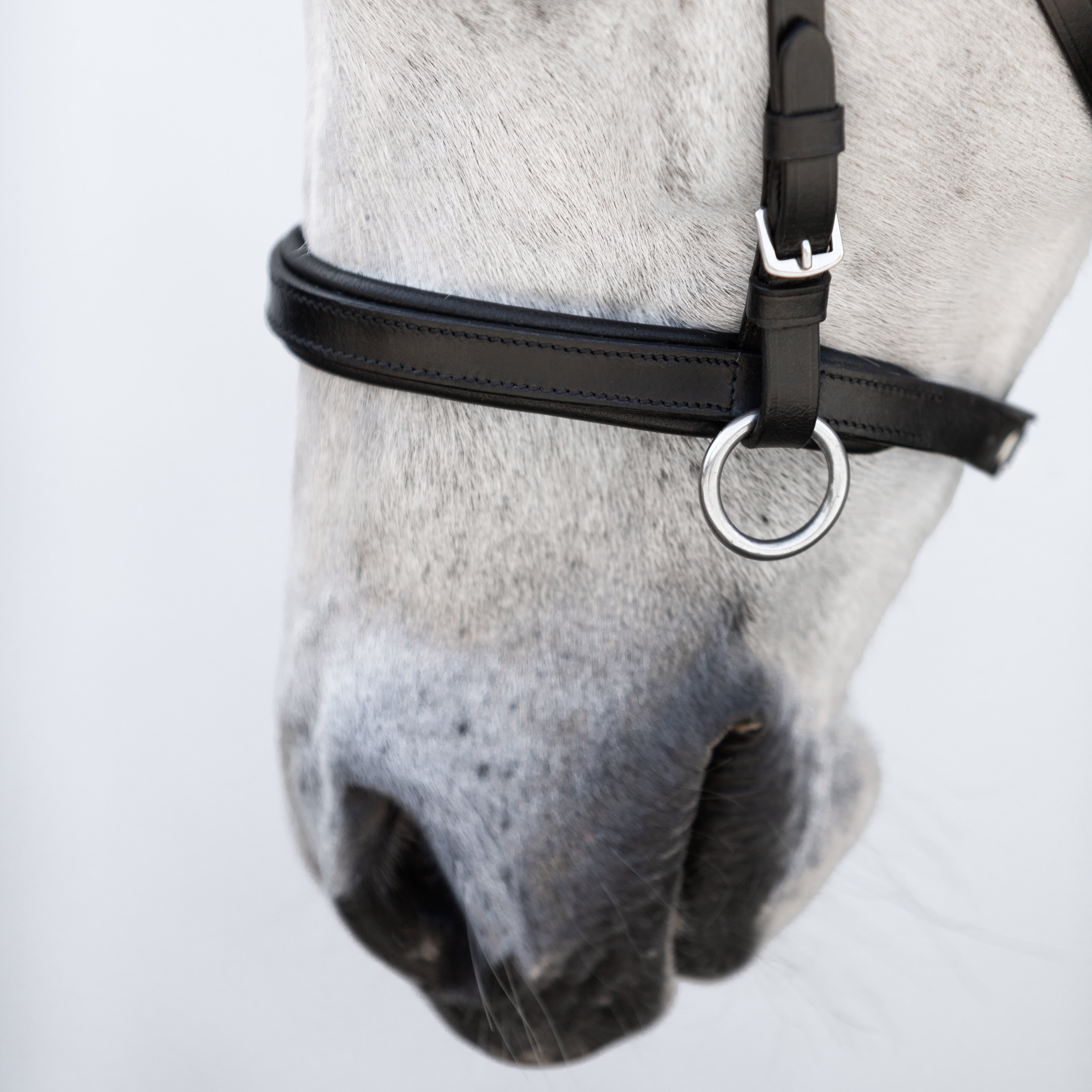 Iddy Biddy Bitless bridle (Lumi Pony) Clearance - Lumiere Equestrian