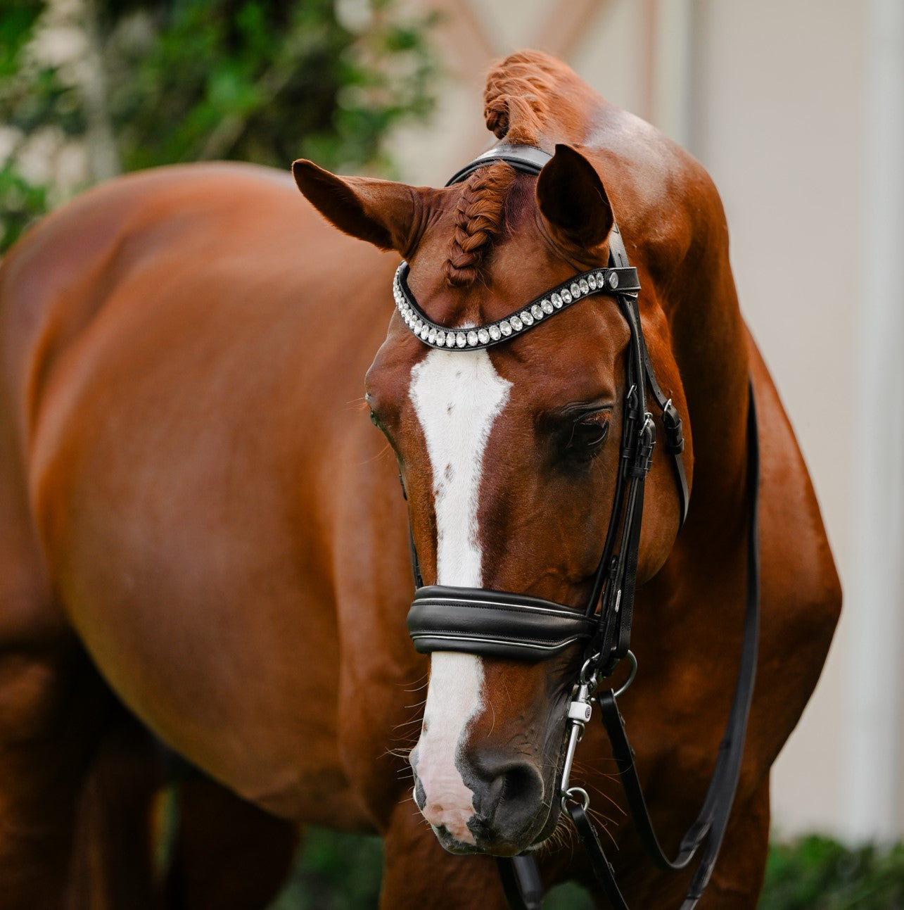 Diva (double) - Lumiere Equestrian