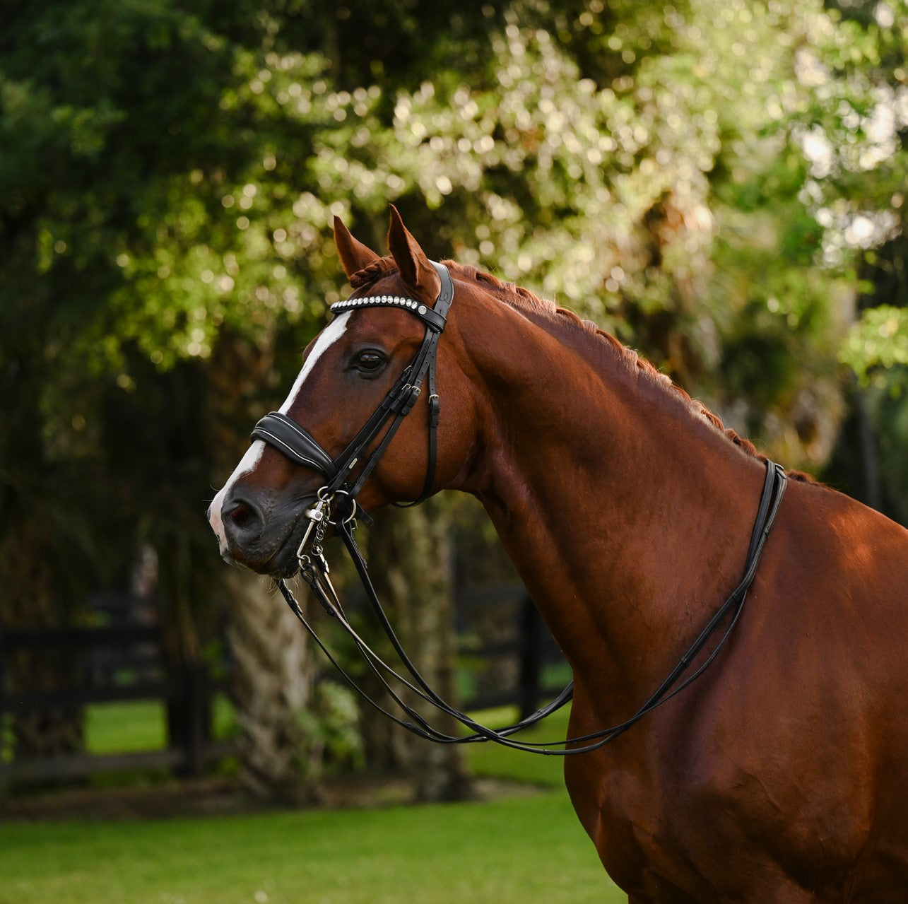 Diva (double) - Lumiere Equestrian