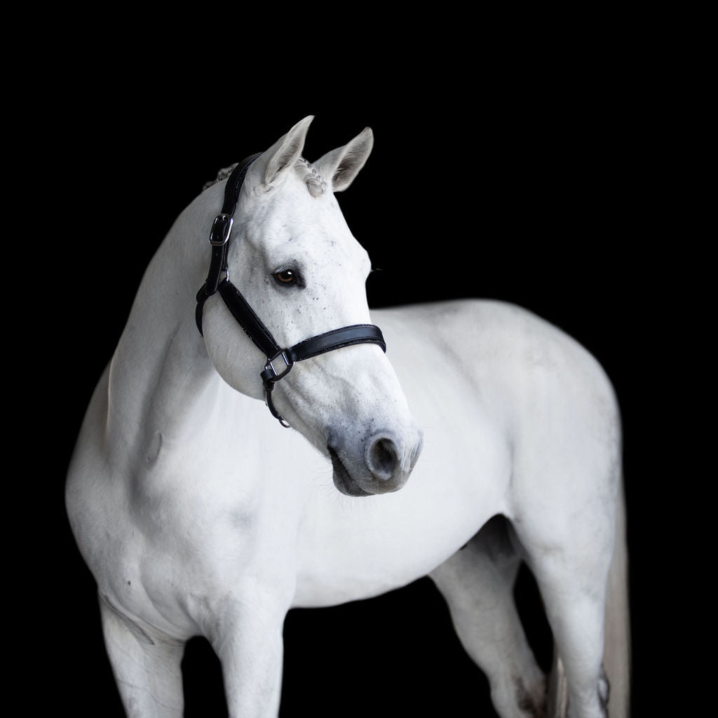 'Vegas' glitter leather halter - Lumiere Equestrian