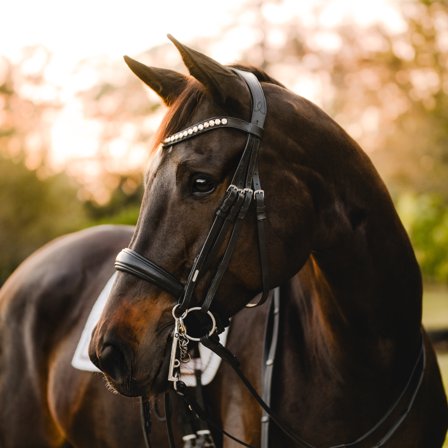 'Athens' luxury leather bridle - (double) - Lumiere Equestrian