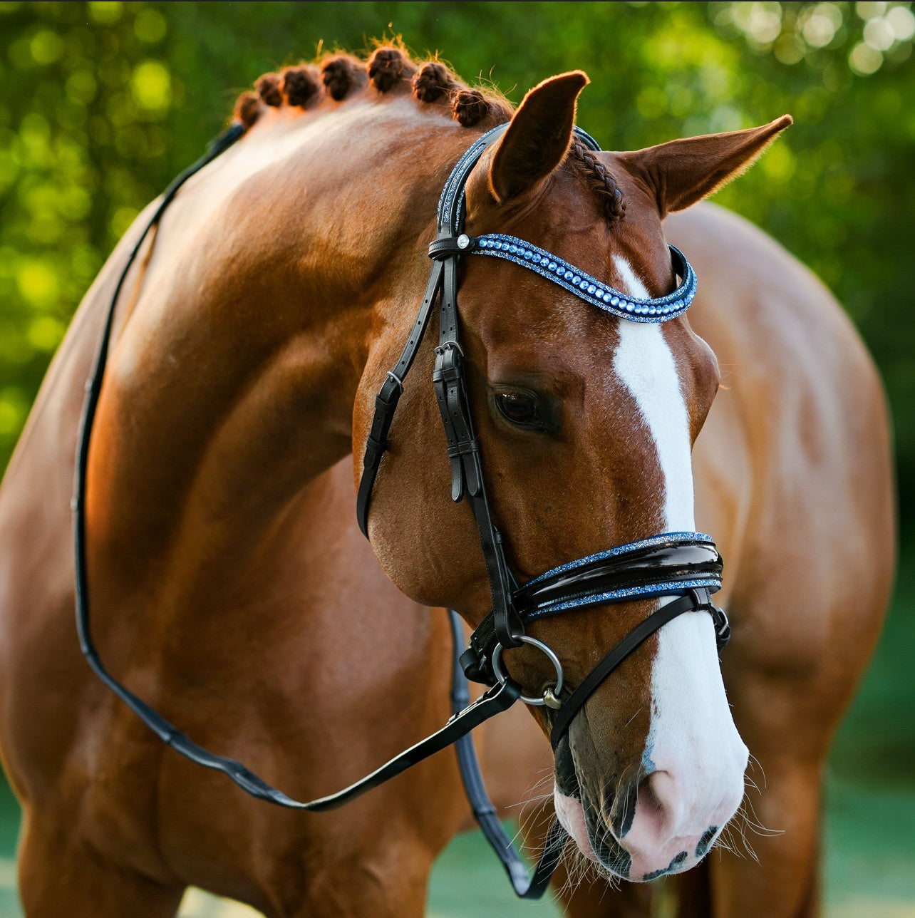 Paris bridle