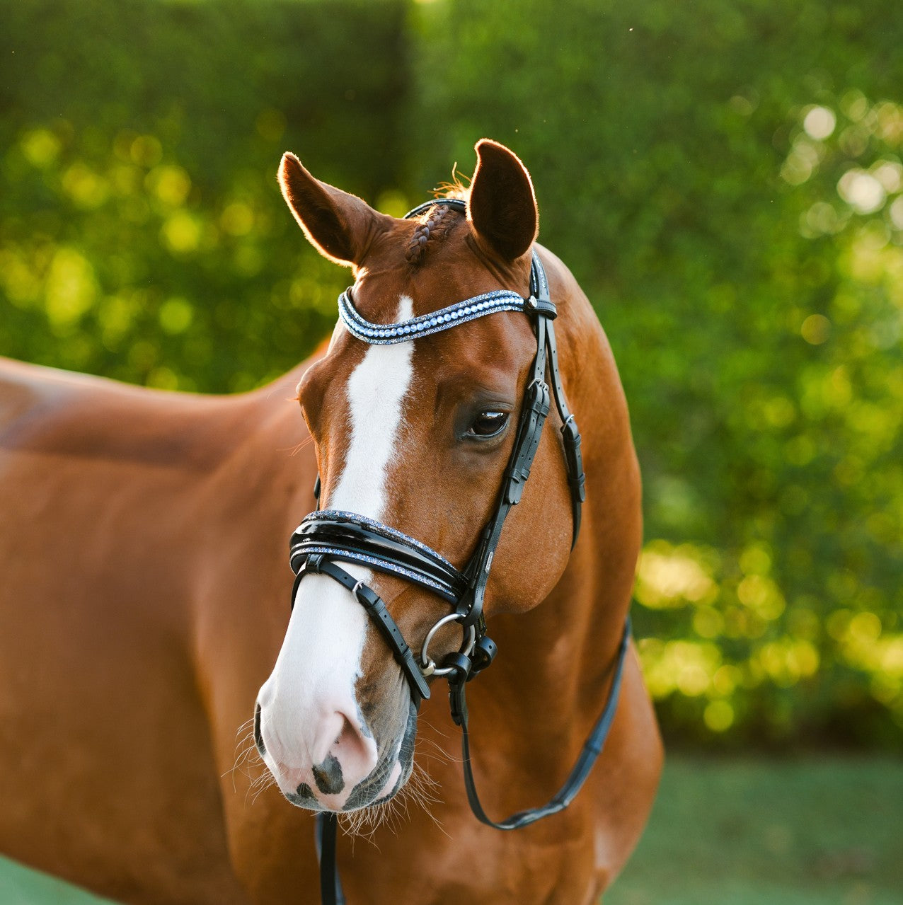 Paris bridle