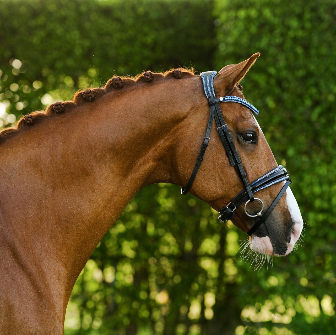 Paris bridle