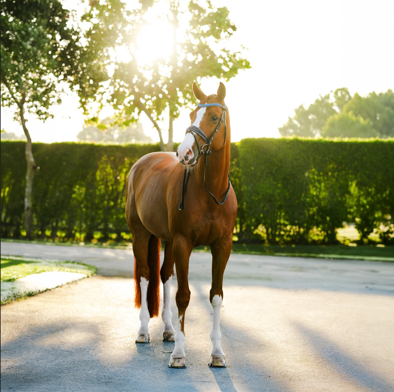 Paris bridle