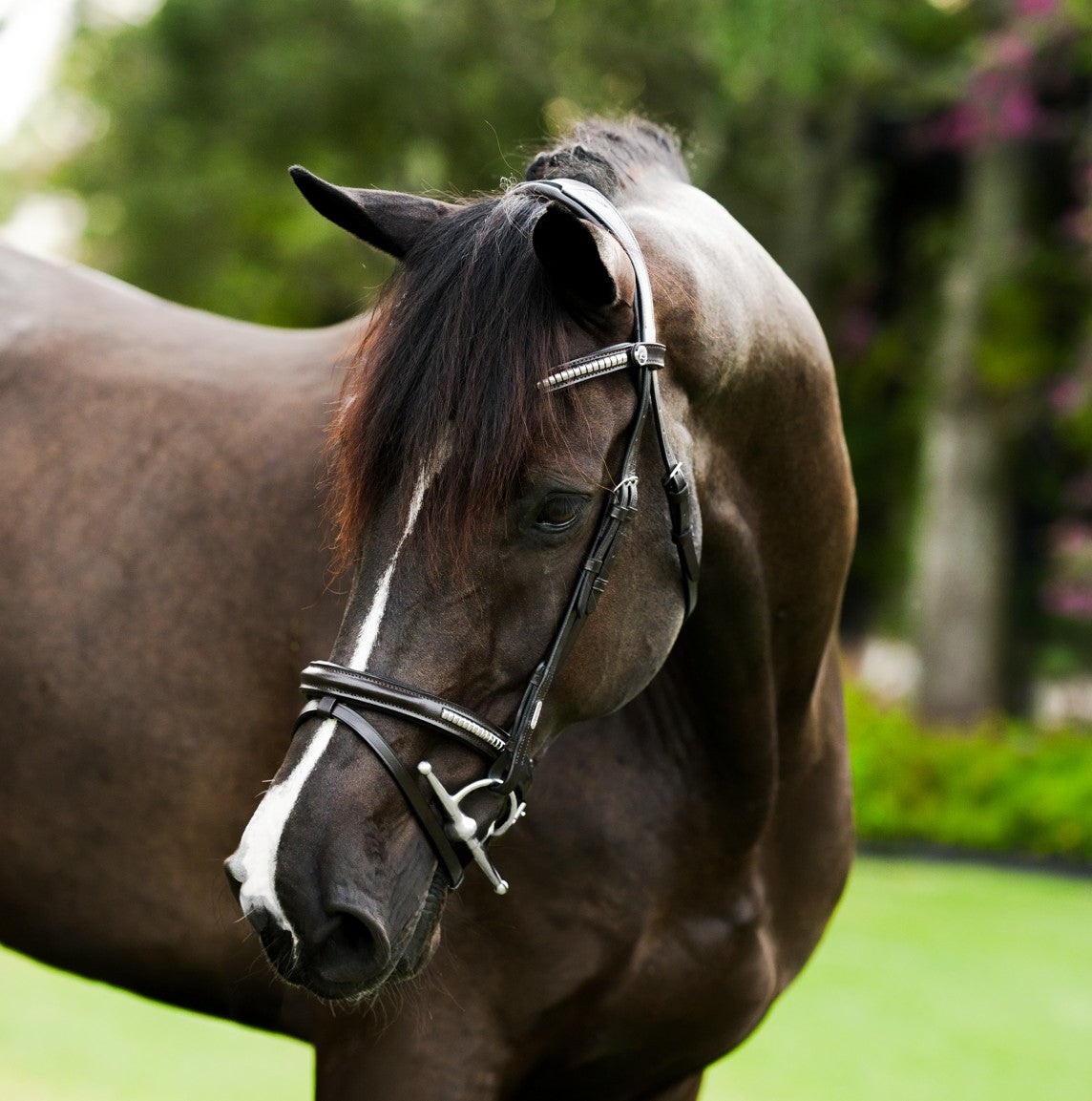 Perseus bridle (convertible)
