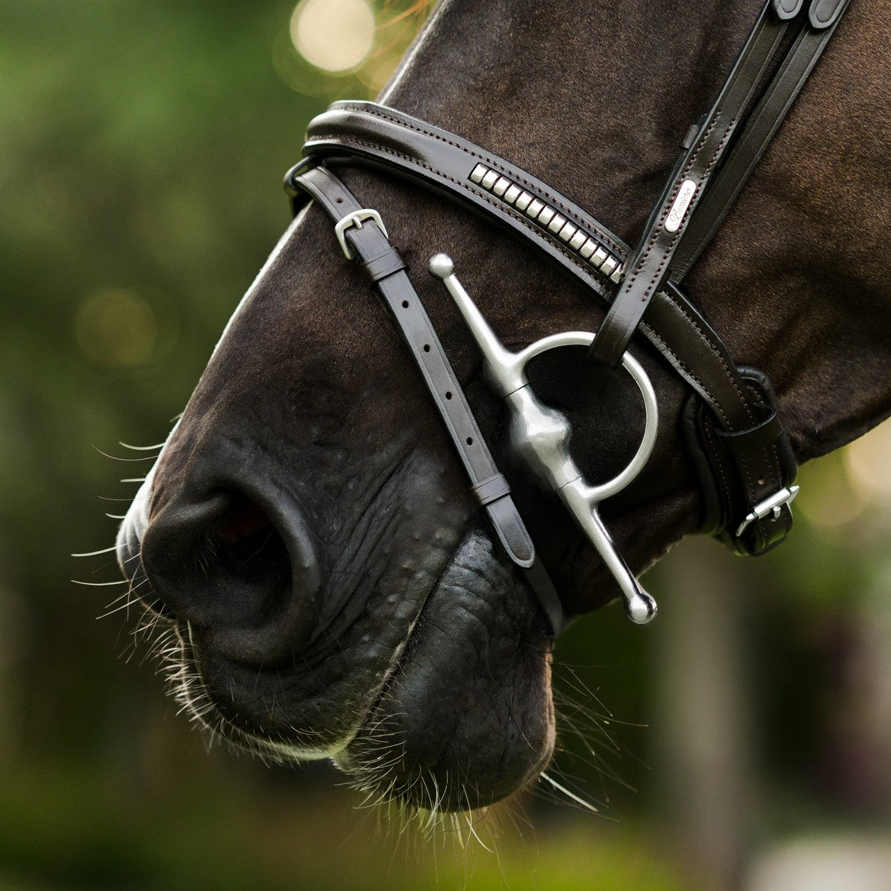 Perseus bridle (convertible)