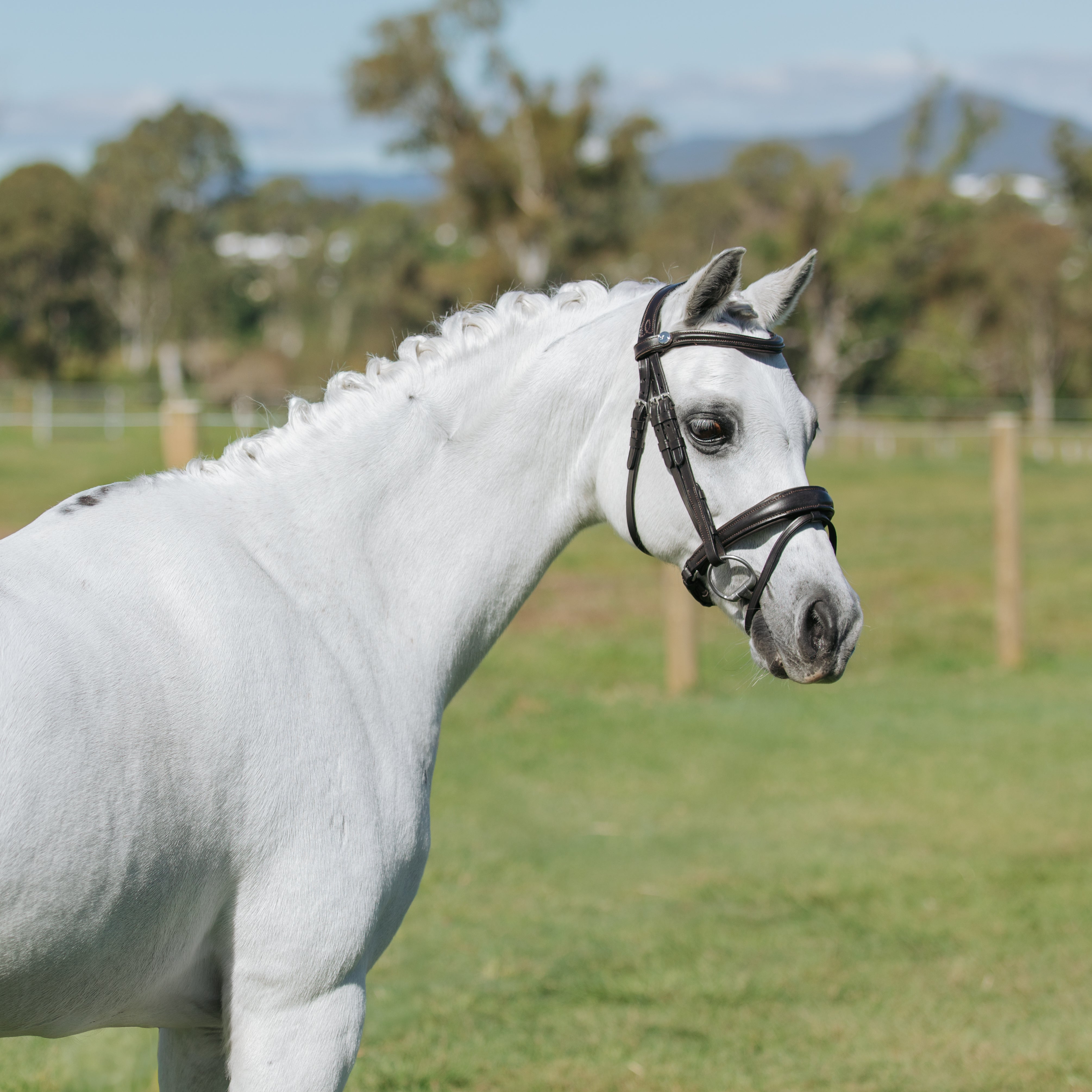 'Mikayla' Leather Bridle (Convertible) (Lumi Pony) - Lumiere Equestrian