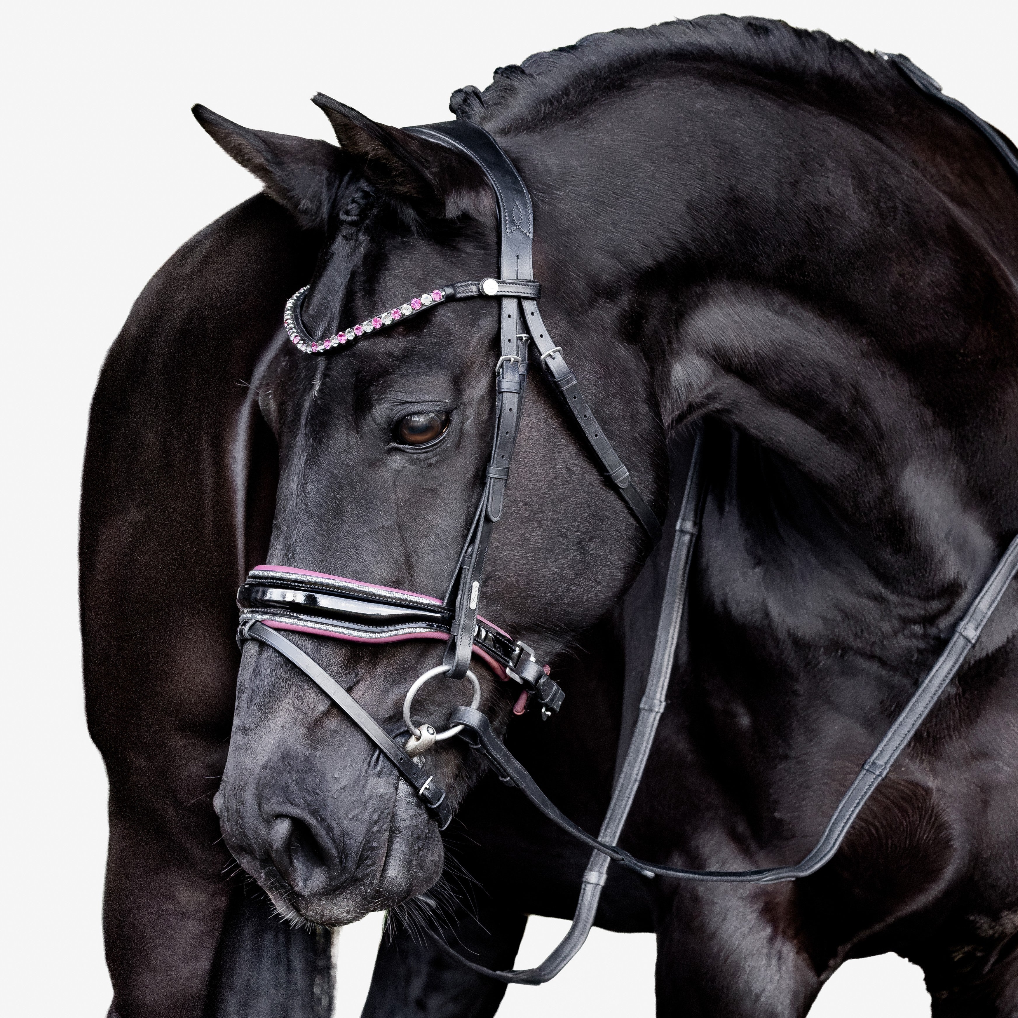 Paloma bridle