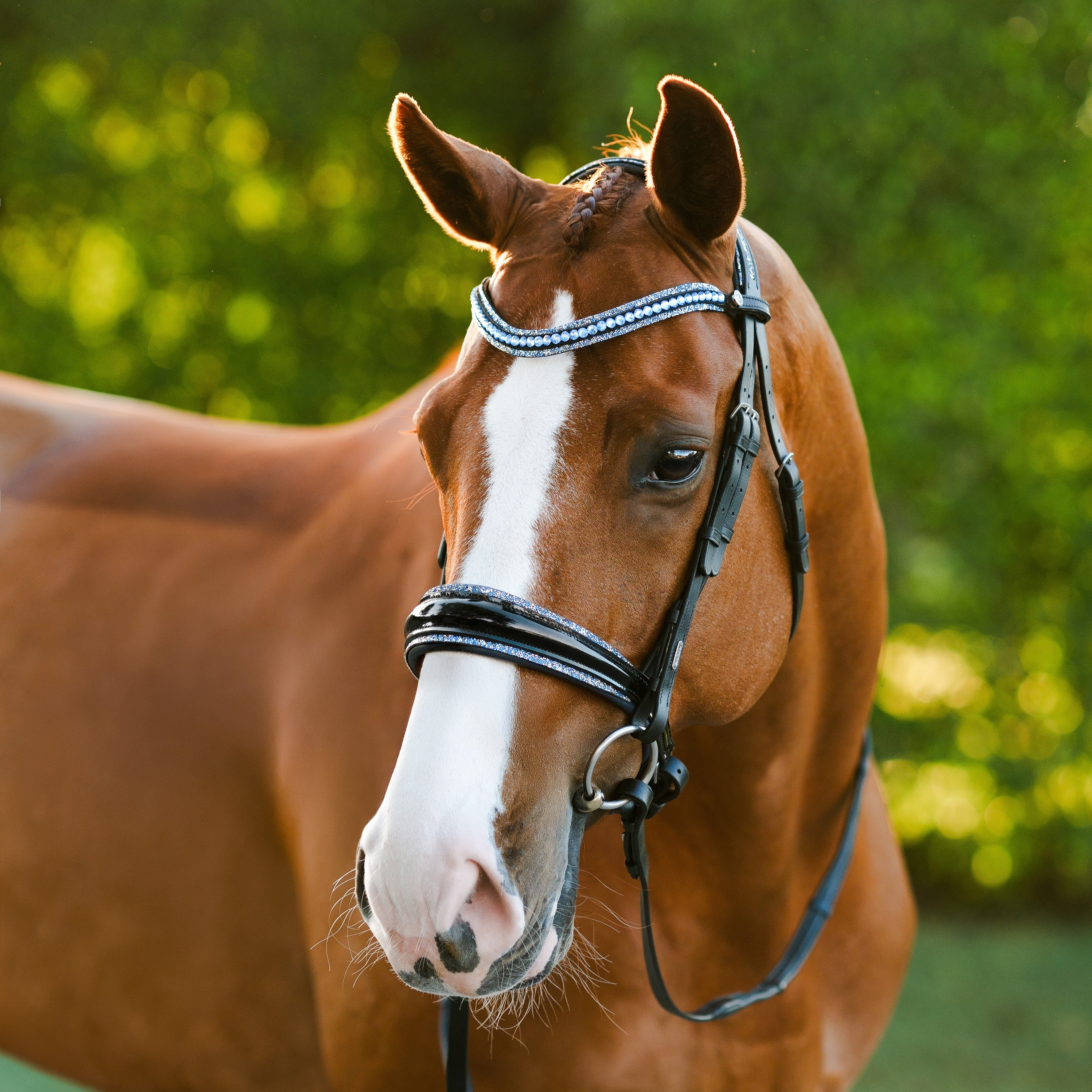 Paris bridle (cavesson)