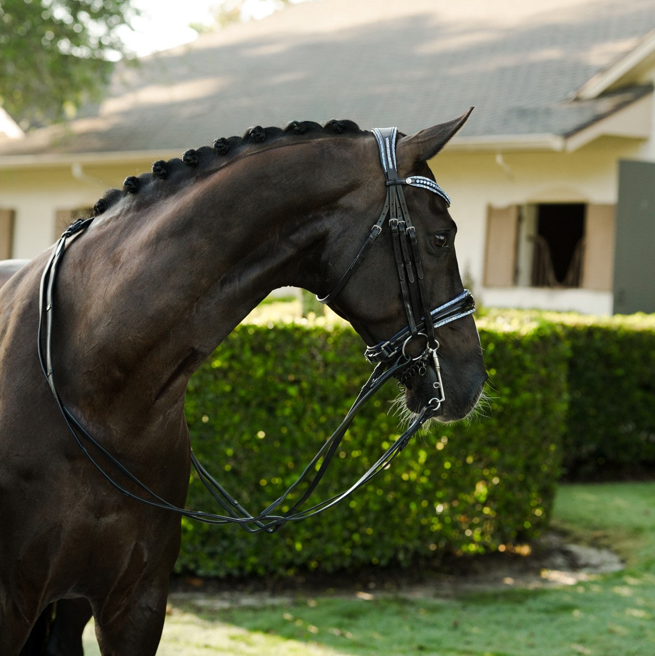 Paris bridle (double)