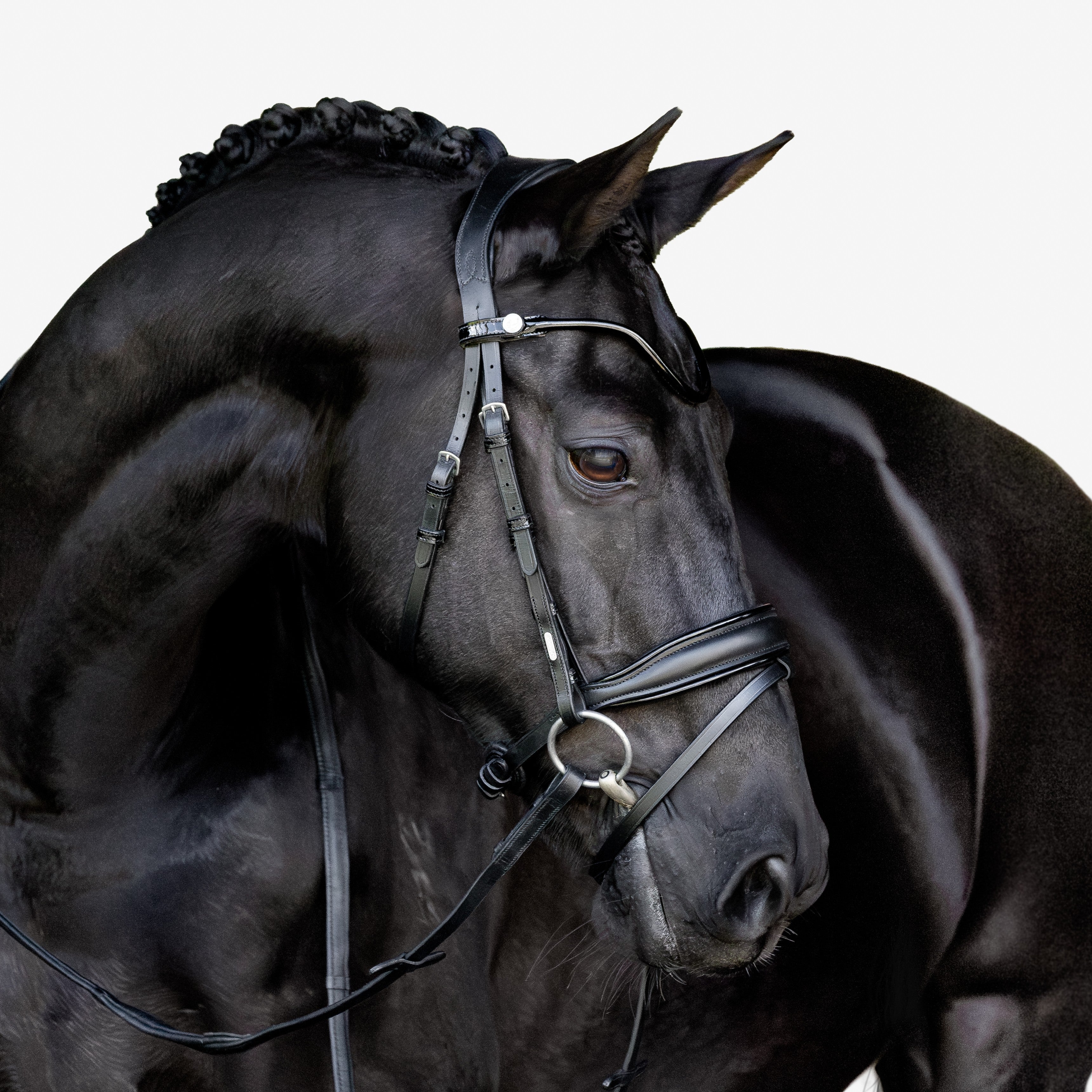 Penny bridle