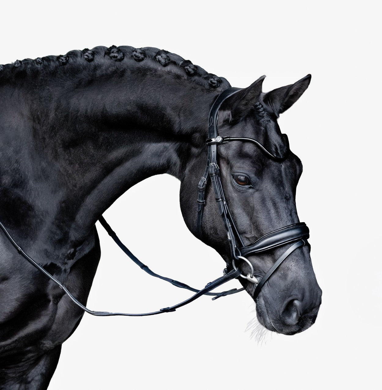 Penny bridle