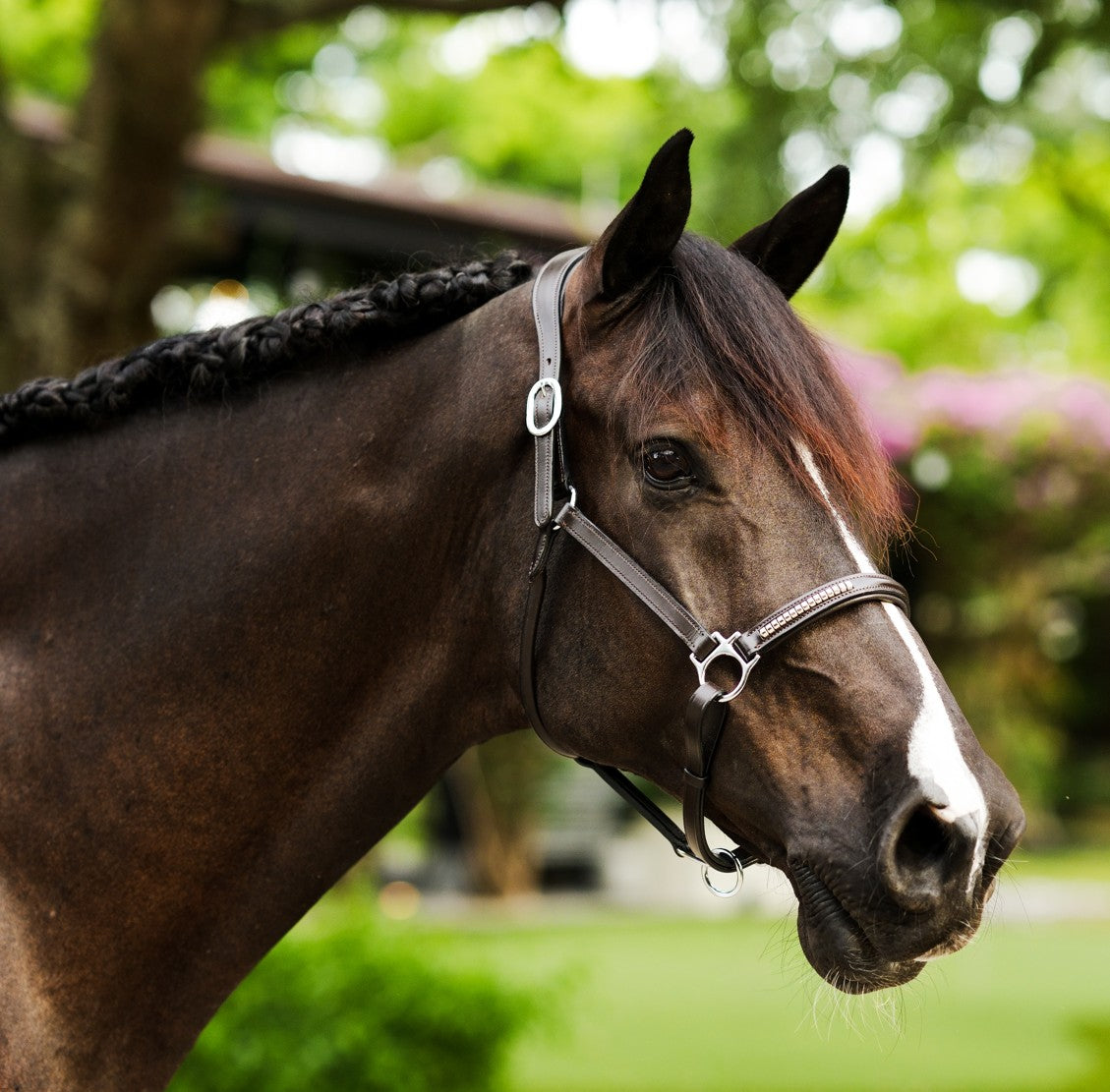 Perseus halter