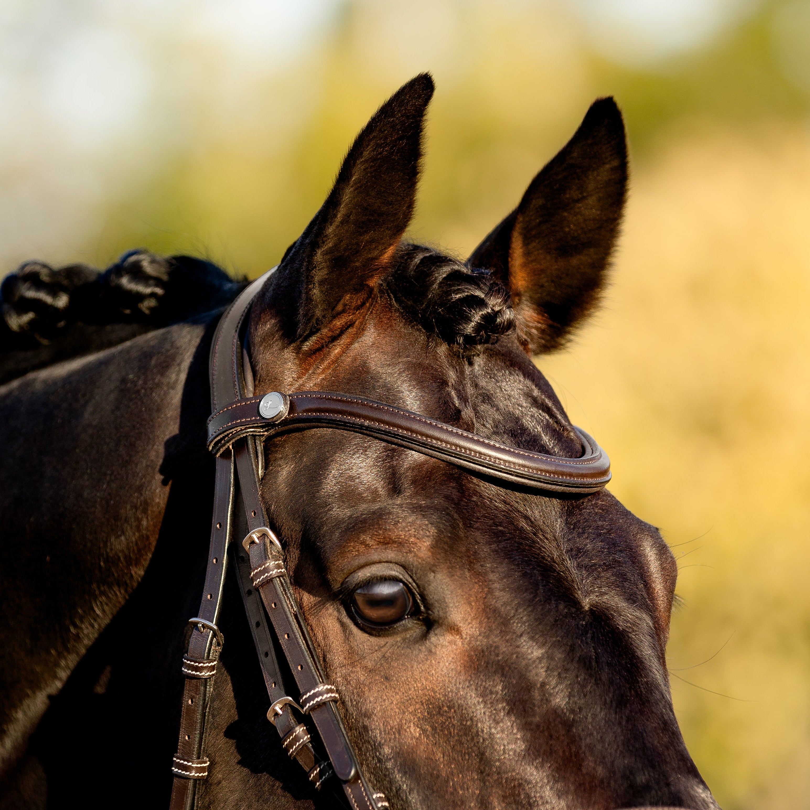Pia grackle bridle
