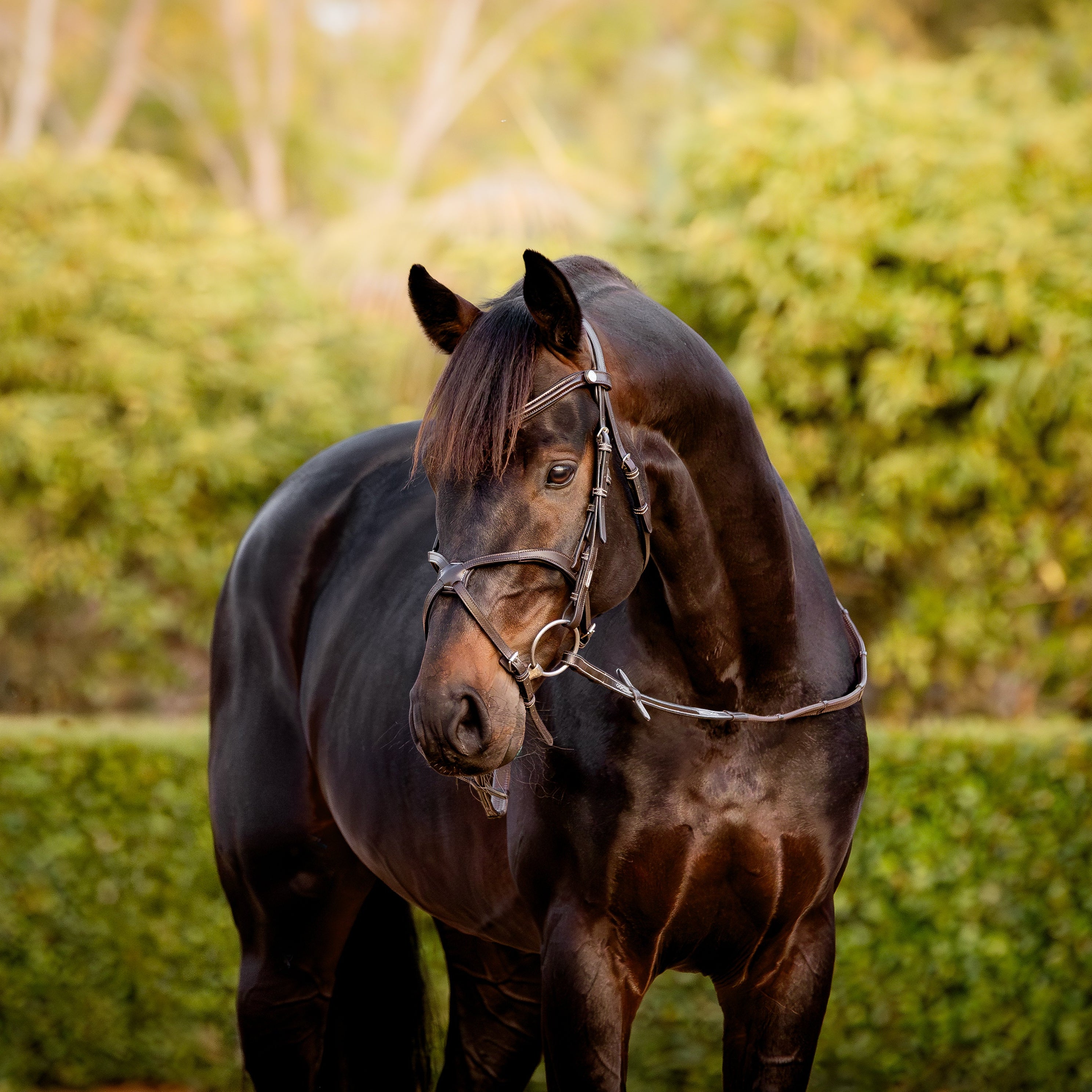 Pia grackle bridle