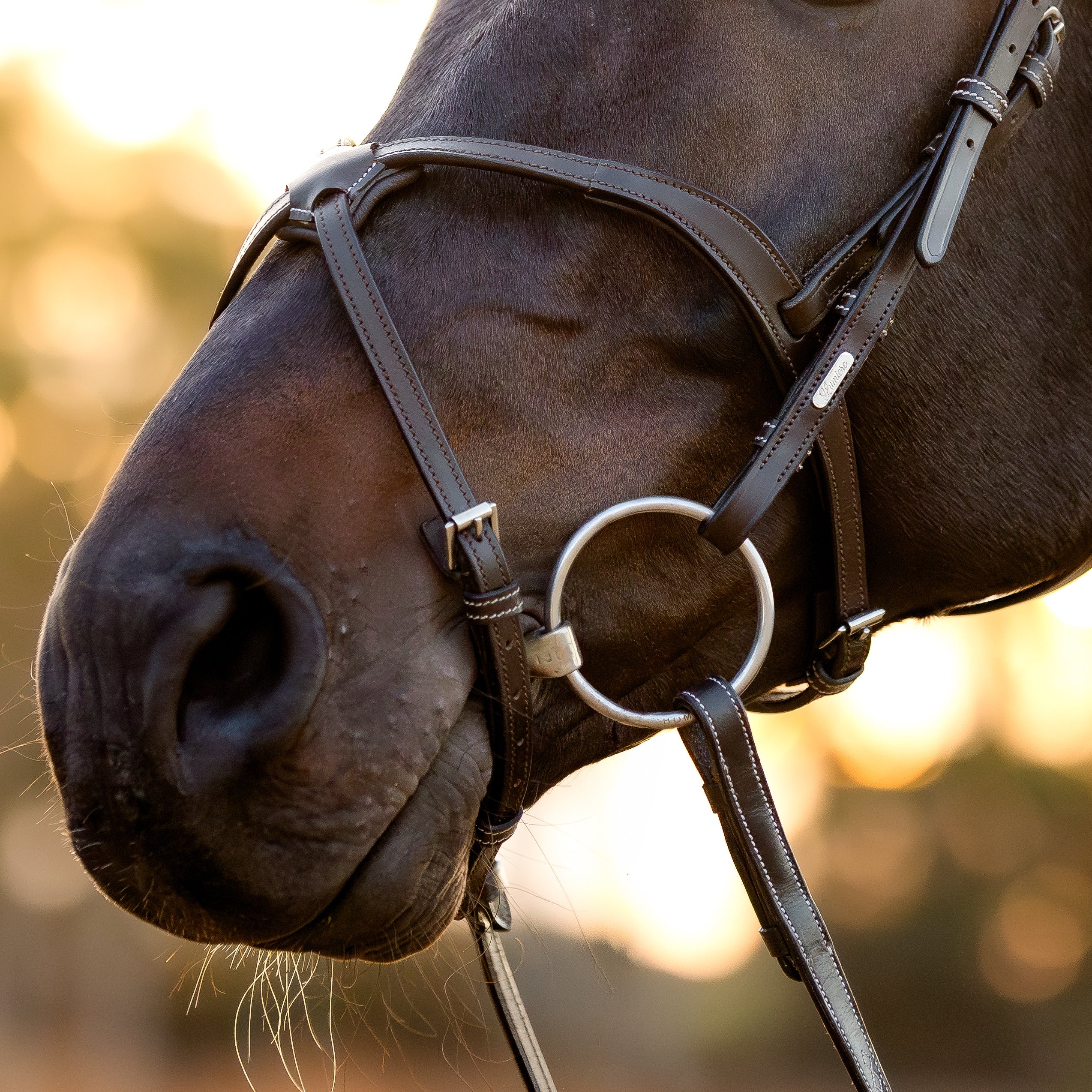 Pia grackle bridle