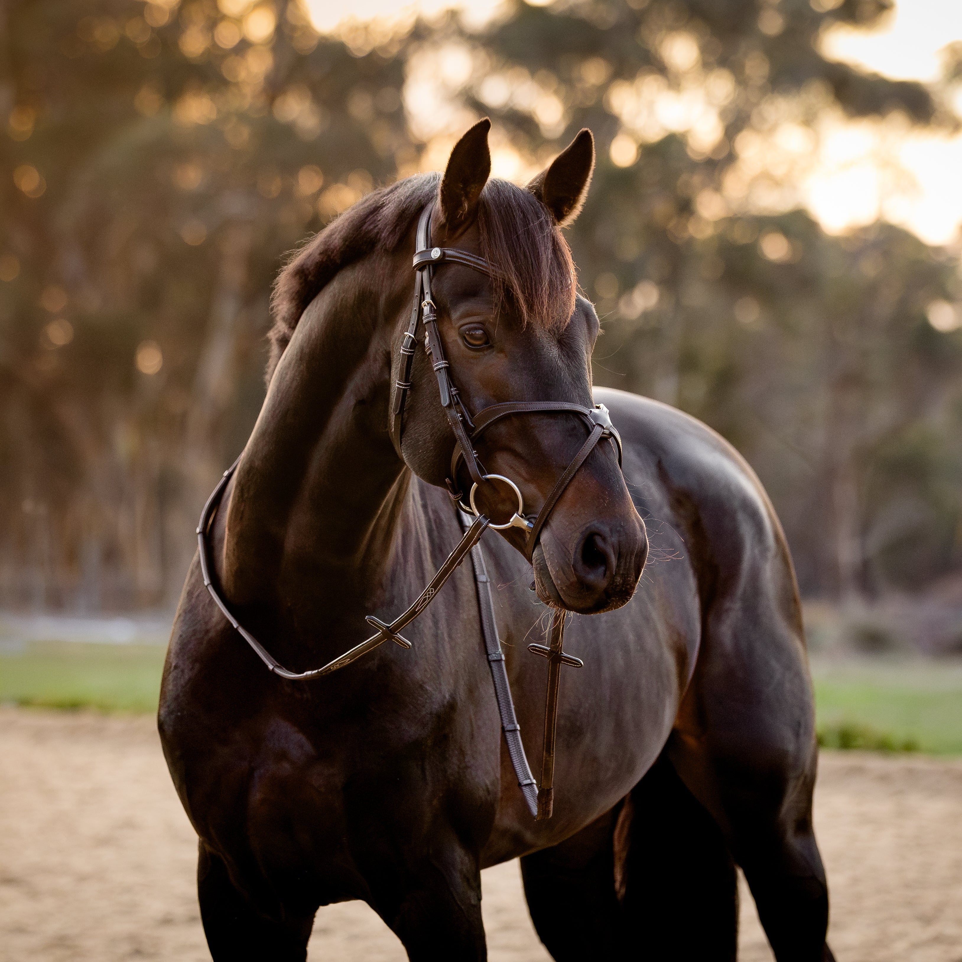 Pia grackle bridle