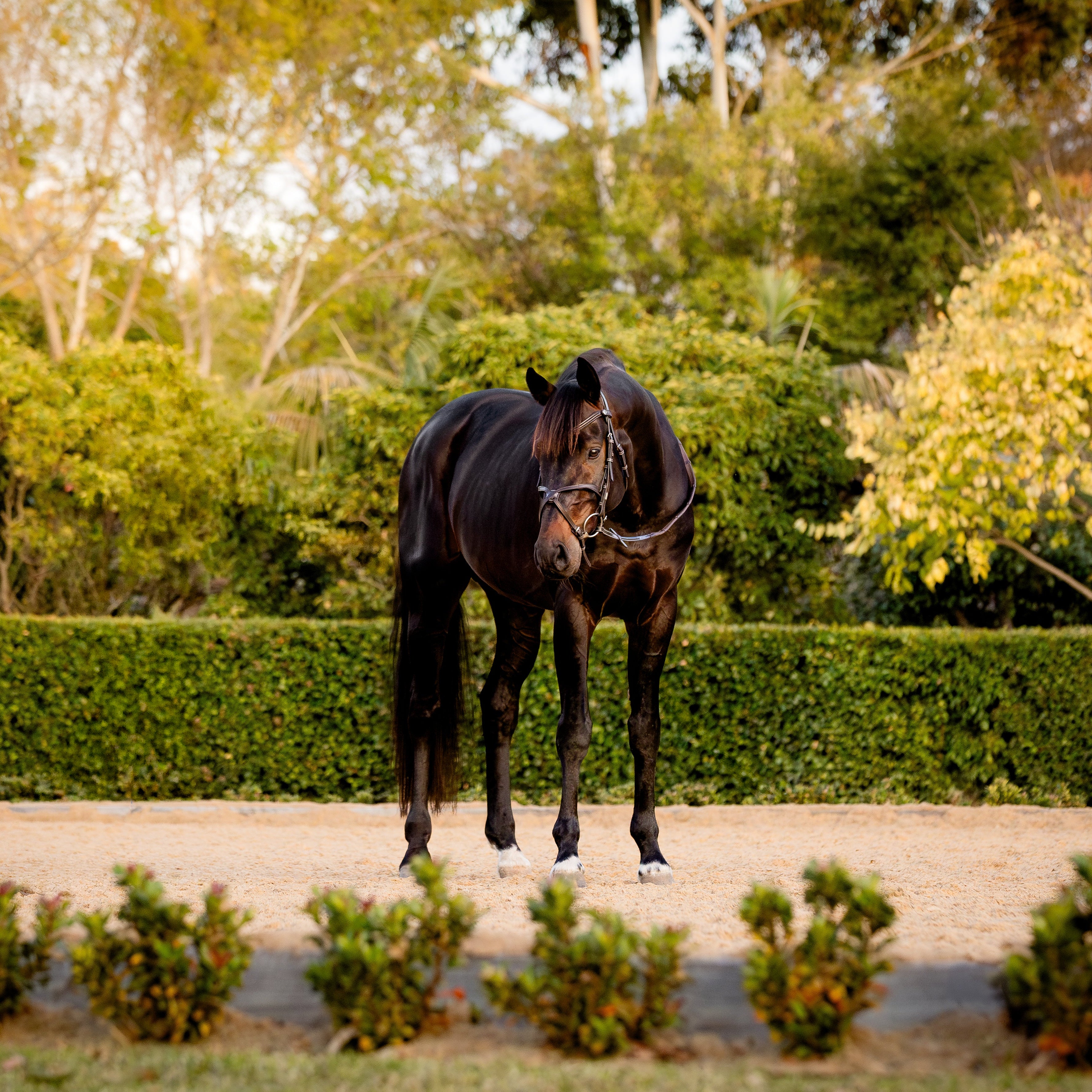 Pia grackle bridle