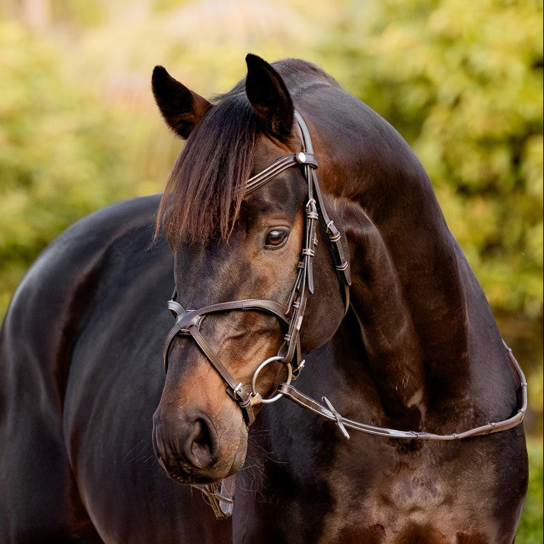 Pia grackle bridle