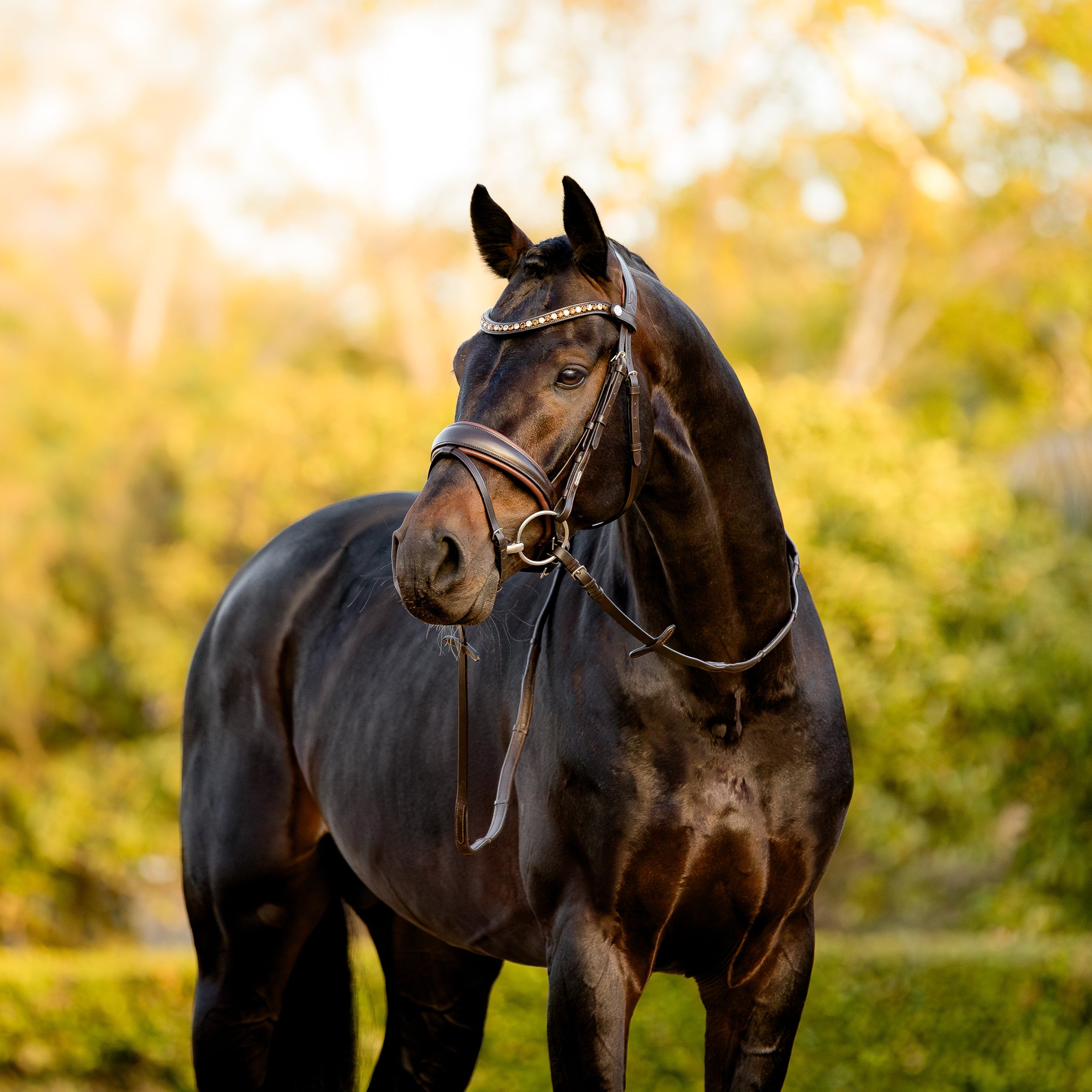 Pippa bridle