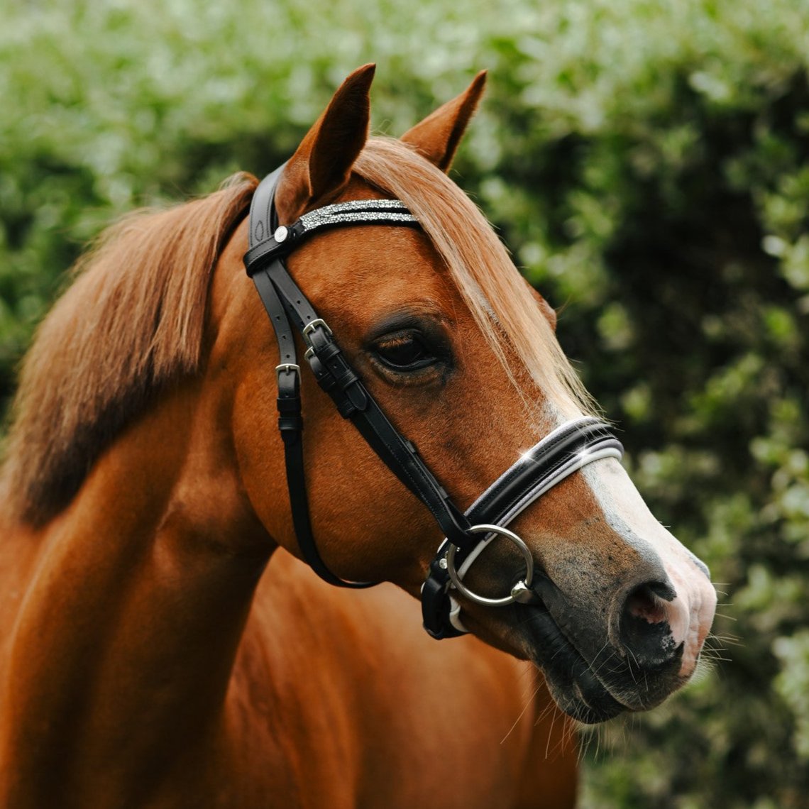 Princess bridle (Lumi Pony) - Lumiere Equestrian