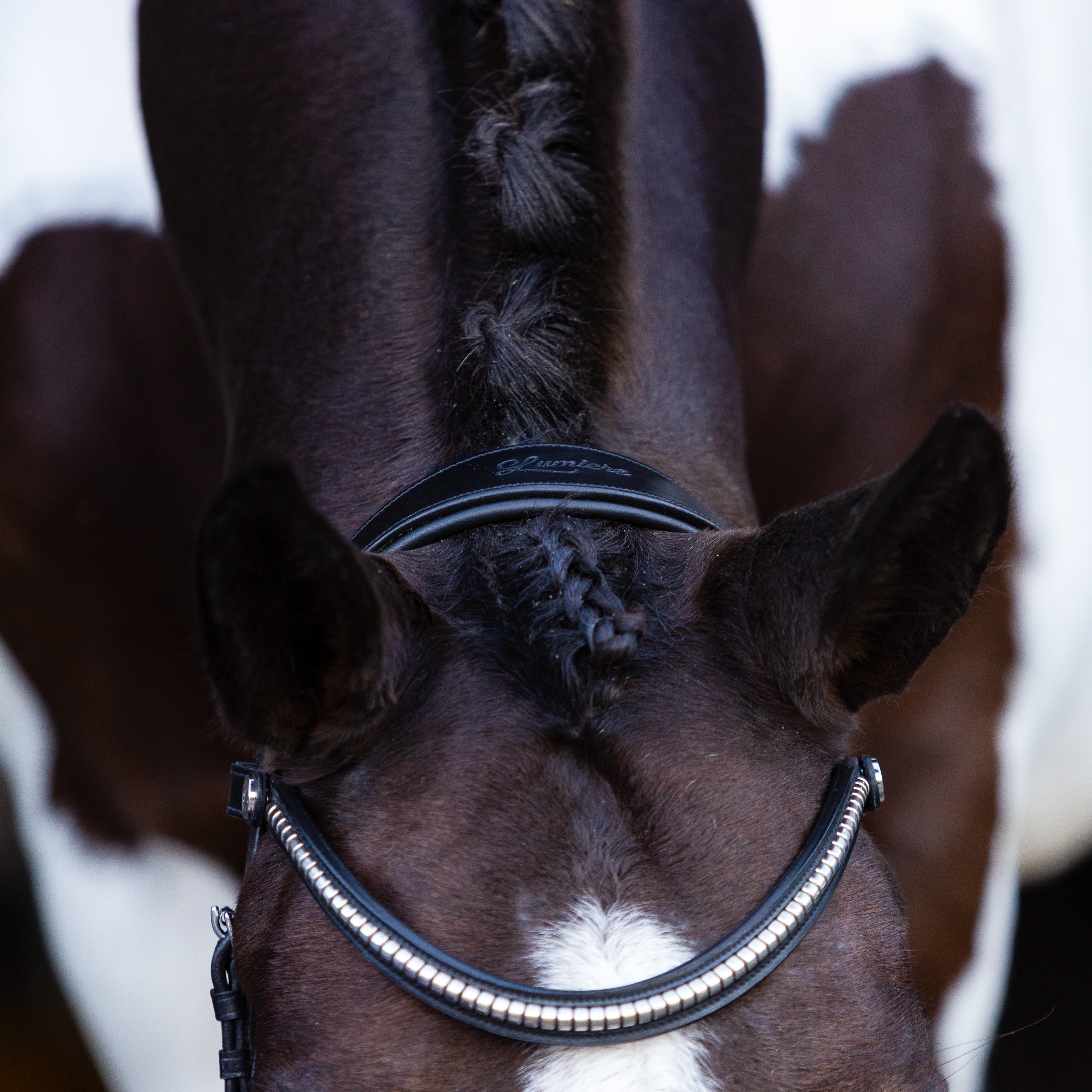 Santiago Bitless Bridle - Lumiere Equestrian