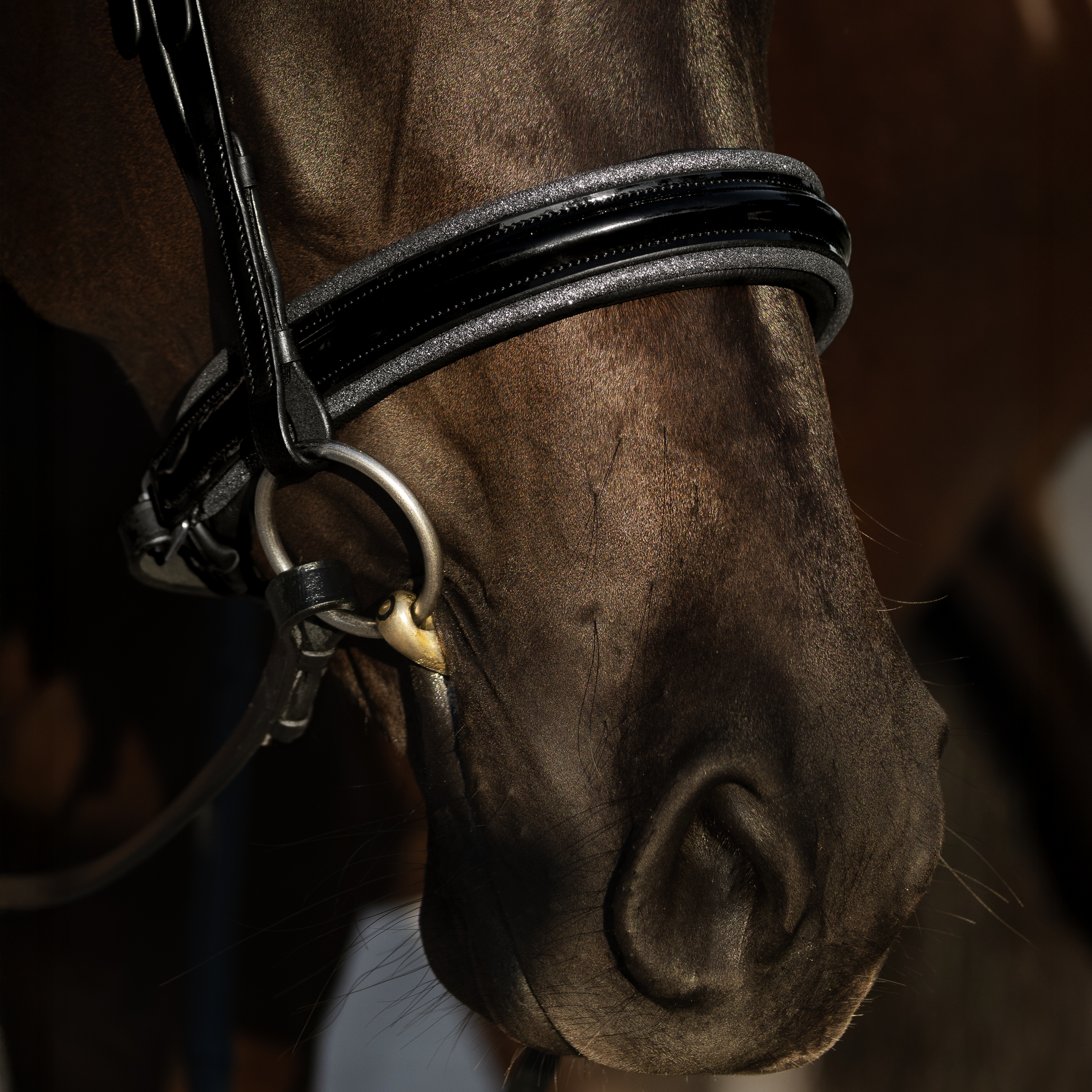 Saphira Bridle (cavesson) - Lumiere Equestrian