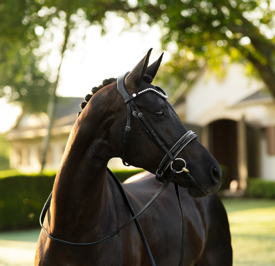 Saphira Bridle (cavesson) - Lumiere Equestrian