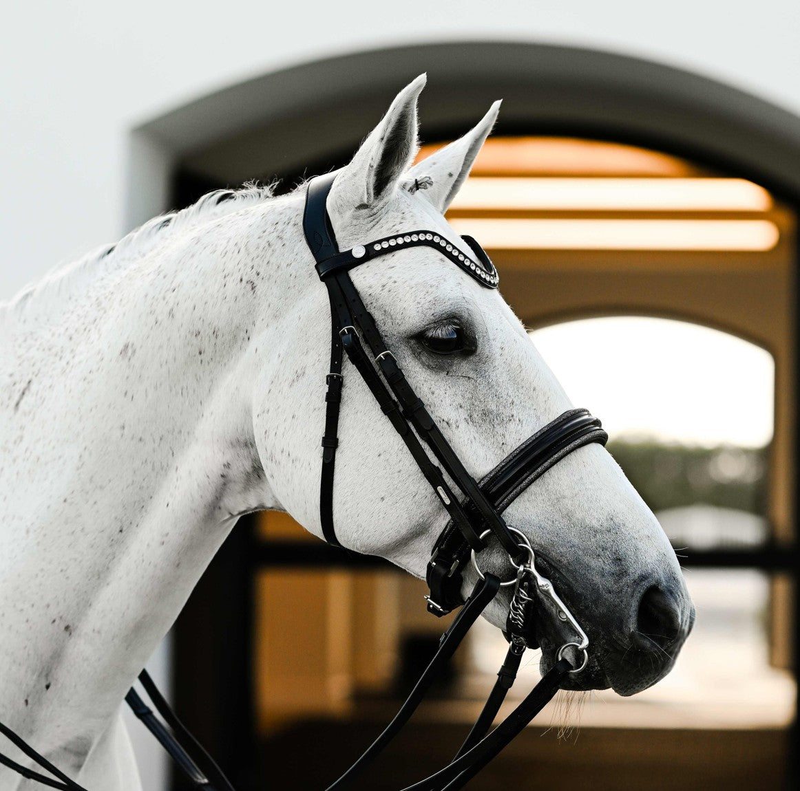 Saphira Bridle (double) - Lumiere Equestrian