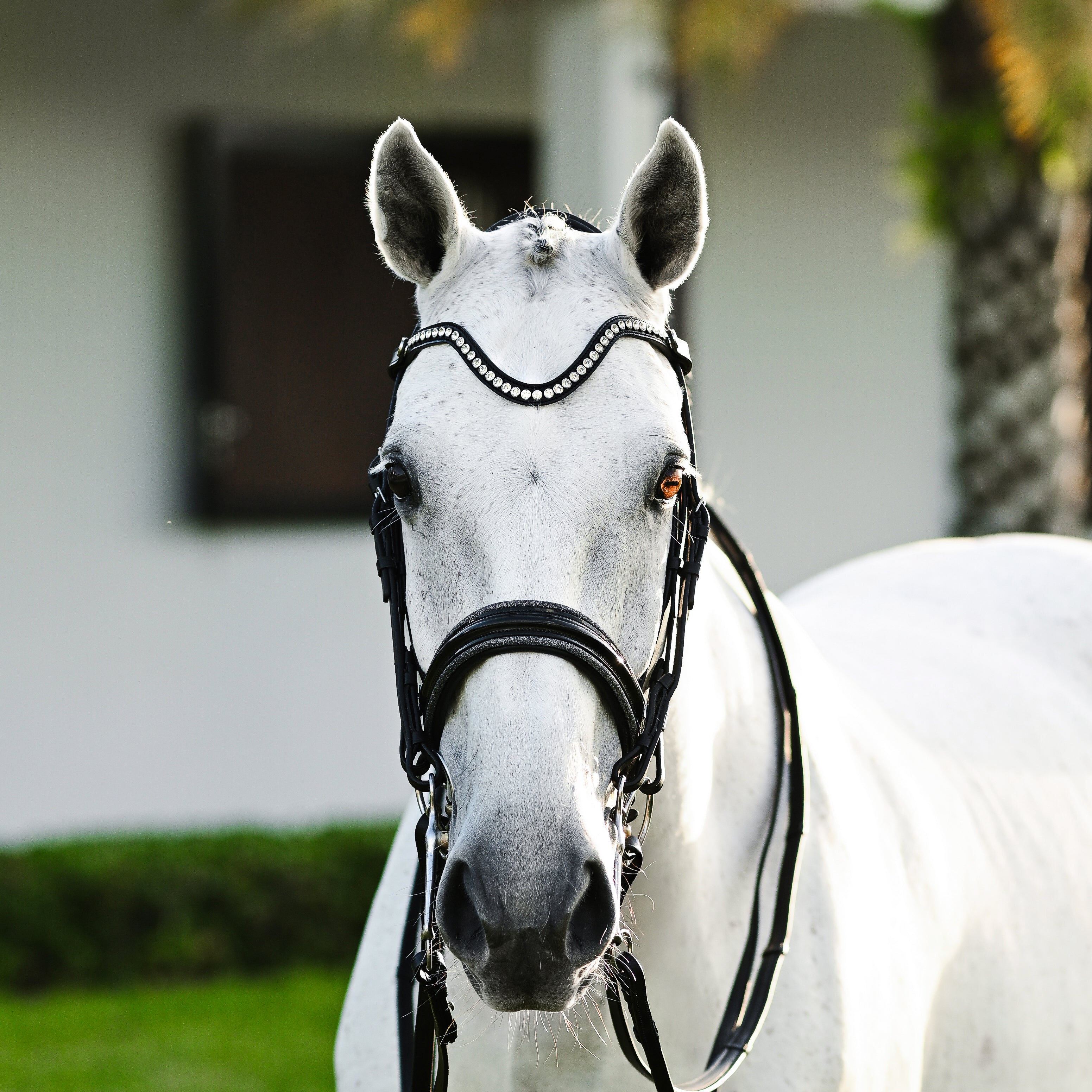 Saphira Bridle (double) - Lumiere Equestrian